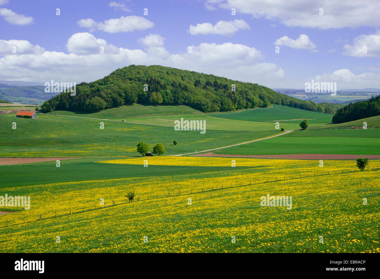 hilly field scenery and blooming dandelion meadows, Germany, Hesse, Hessisches Bergland, Diemelseegebiet Stock Photo