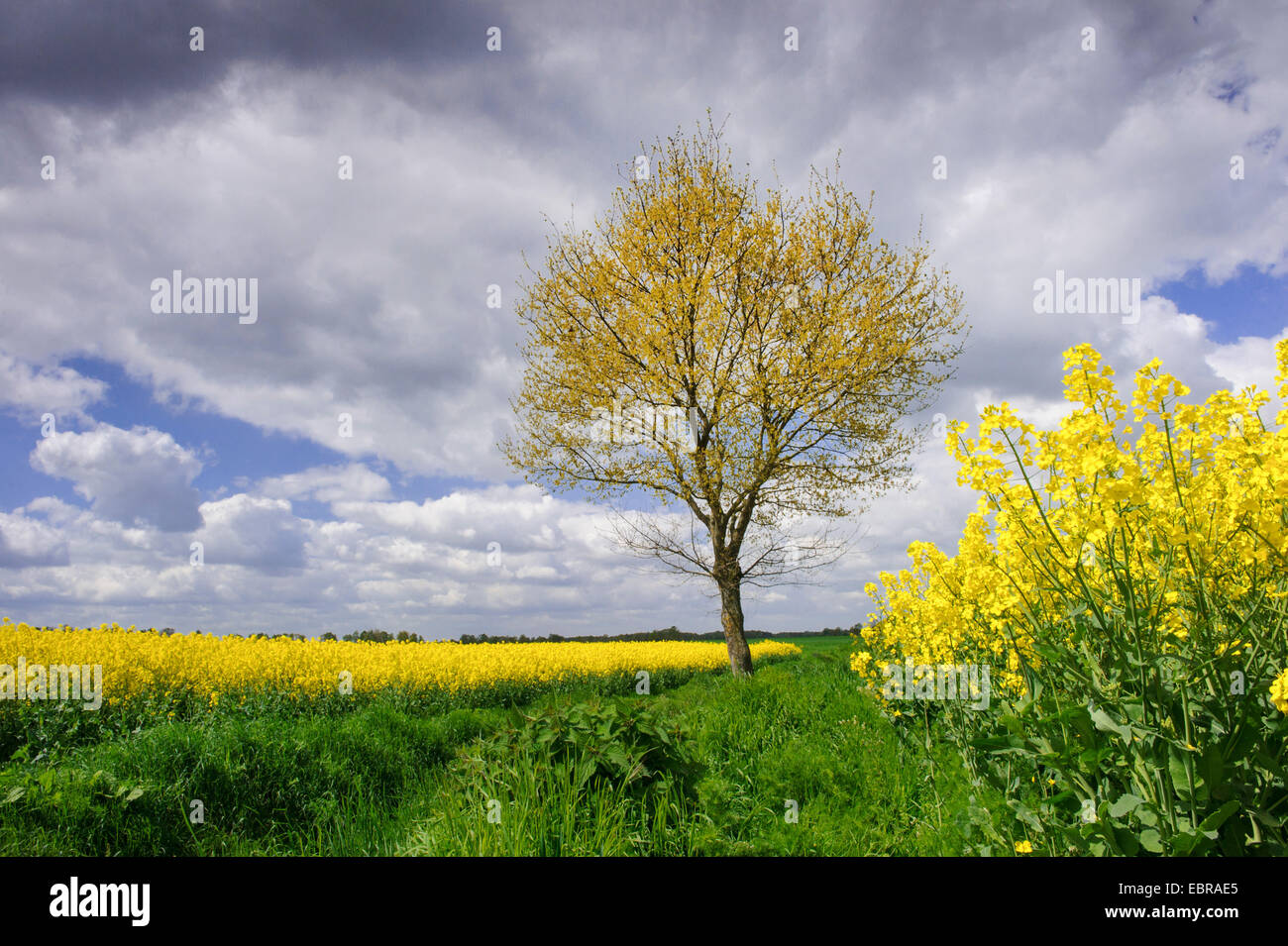 Rapre Tree rape, turnip (Brassica napus), tree in a rape field, Germany, Lower ...