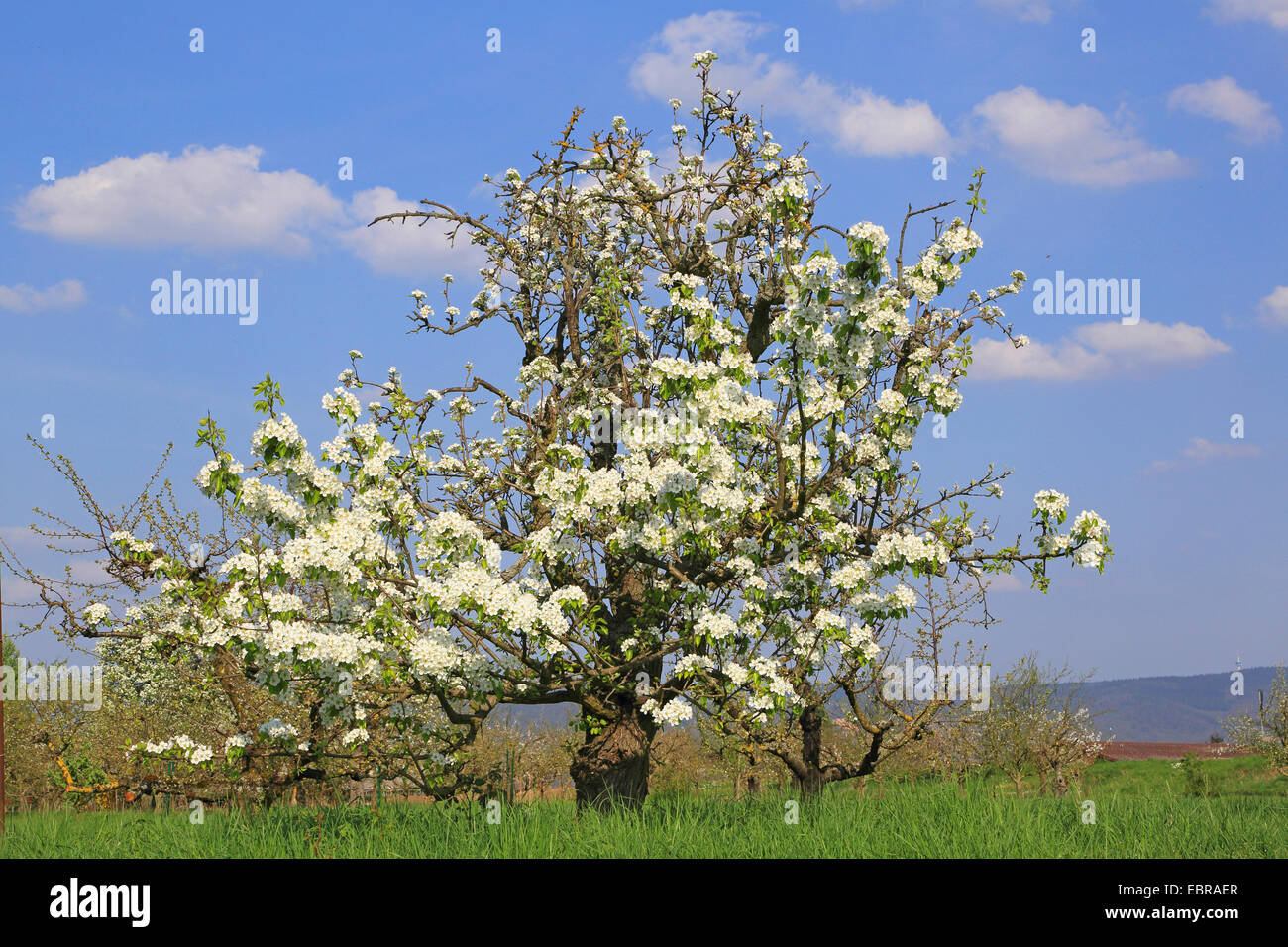 apple tree (Malus domestica), blooming apple tree, Germany Stock Photo