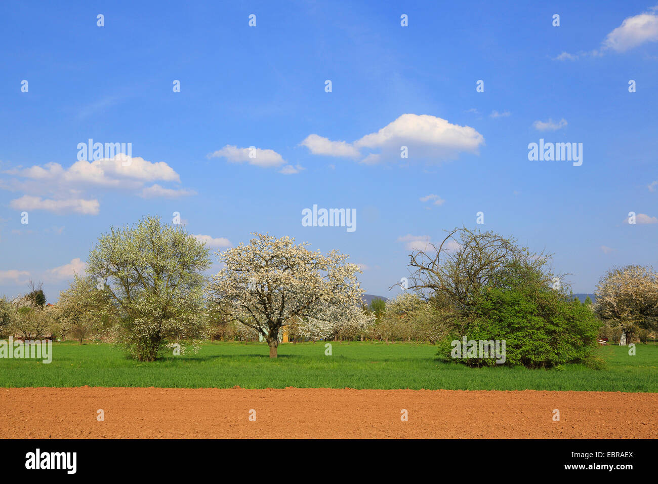 blooming fruit trees in a meadow, Germany Stock Photo
