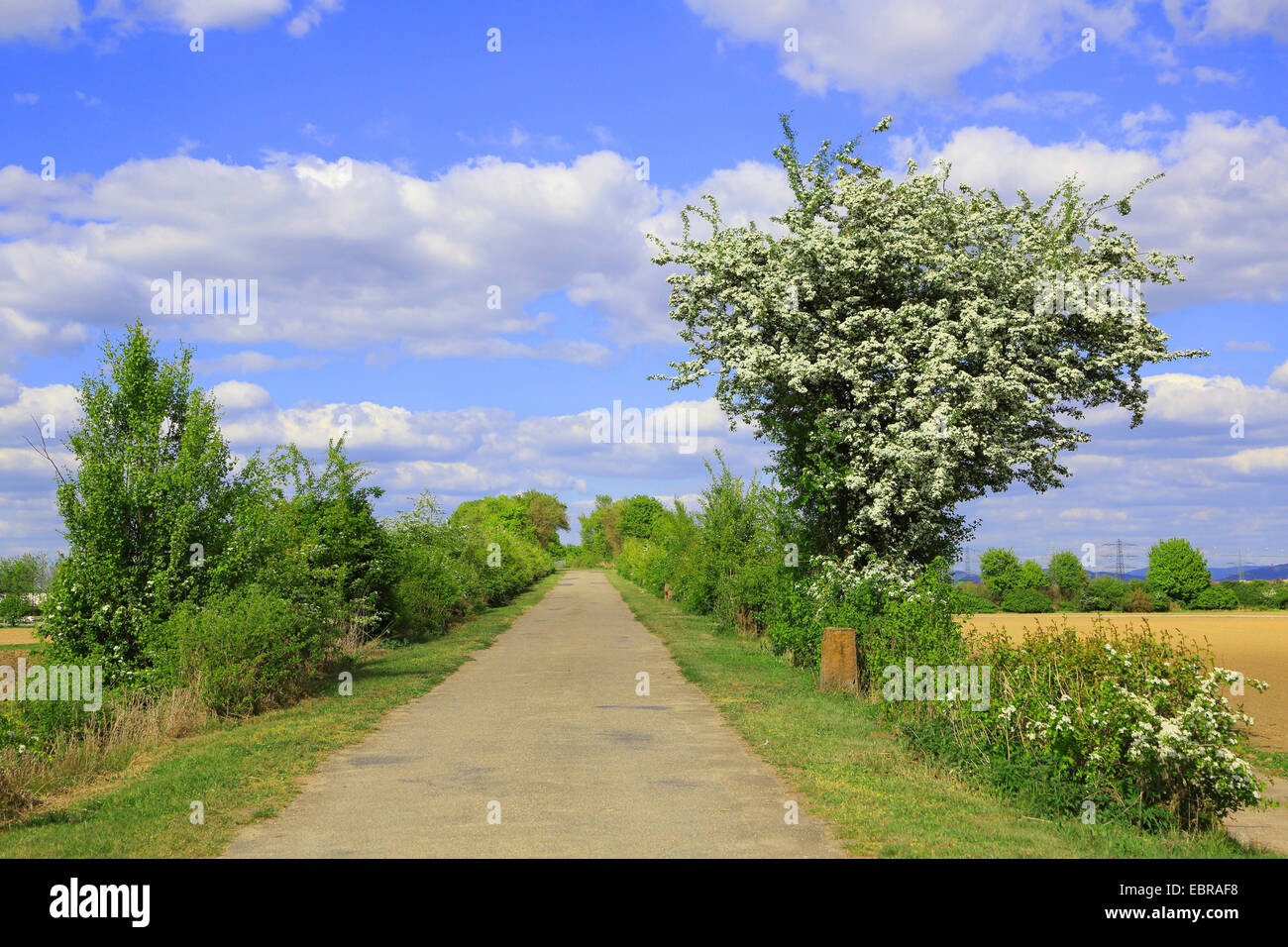 hawthorn, white thorn, hawthorns (Crataegus spec.), asphalted field path with blooming hawthorn in spring, Germany Stock Photo