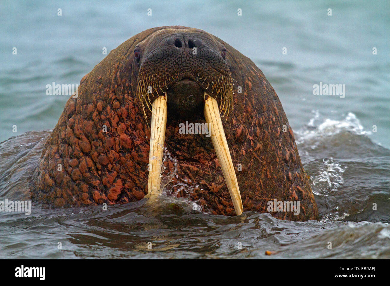 walrus (Odobenus rosmarus), walrus in the Arctic Ocean, Norway ...