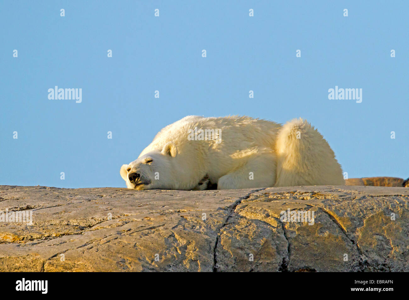 polar bear (Ursus maritimus), lies on a rock in the sun, Norway, Svalbard Stock Photo