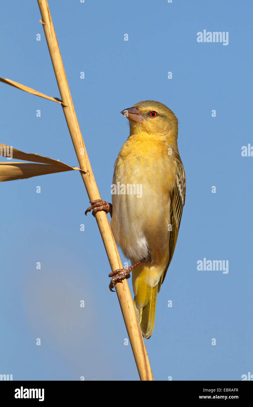 African masked weaver (Ploceus velatus), female sitting on a culm ...