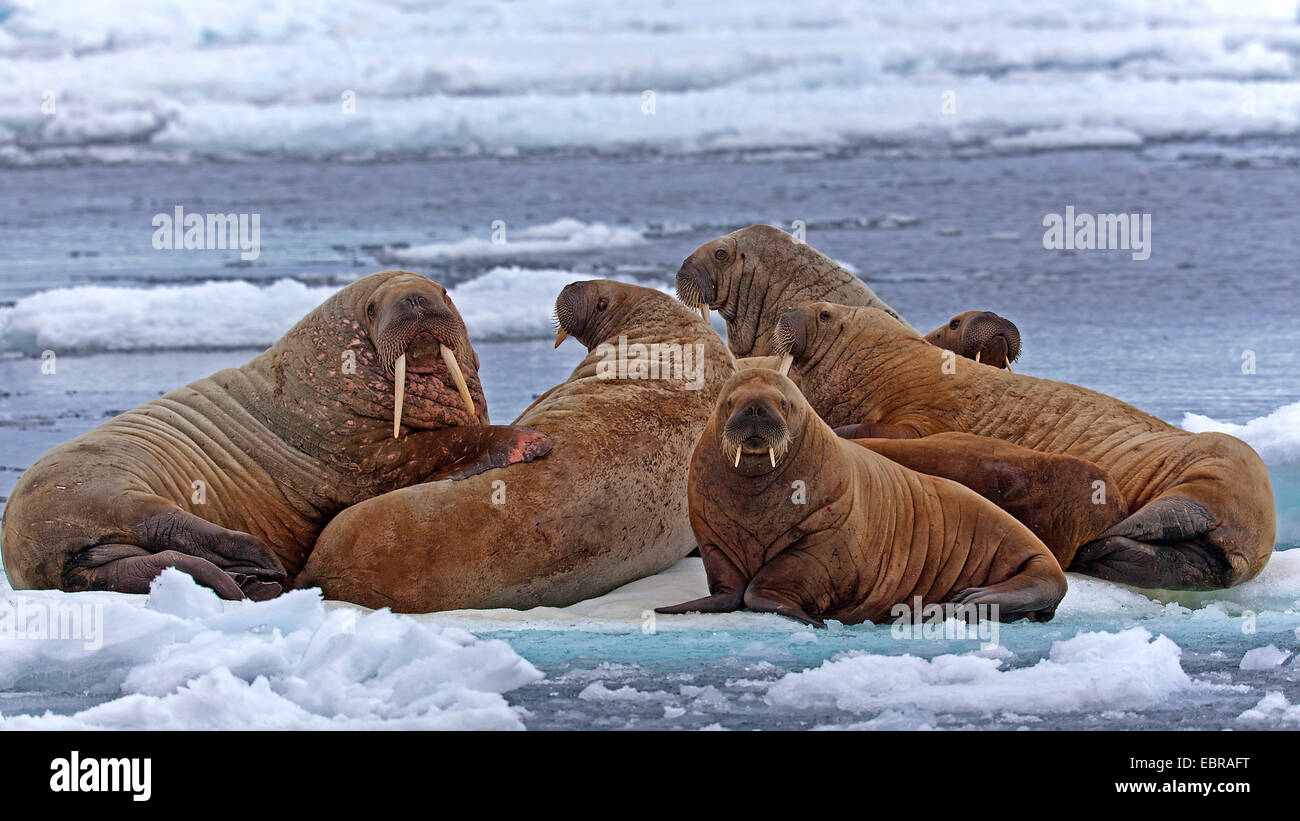 walrus (Odobenus rosmarus), group of walruses on an icefloe, Norway, Svalbard Stock Photo