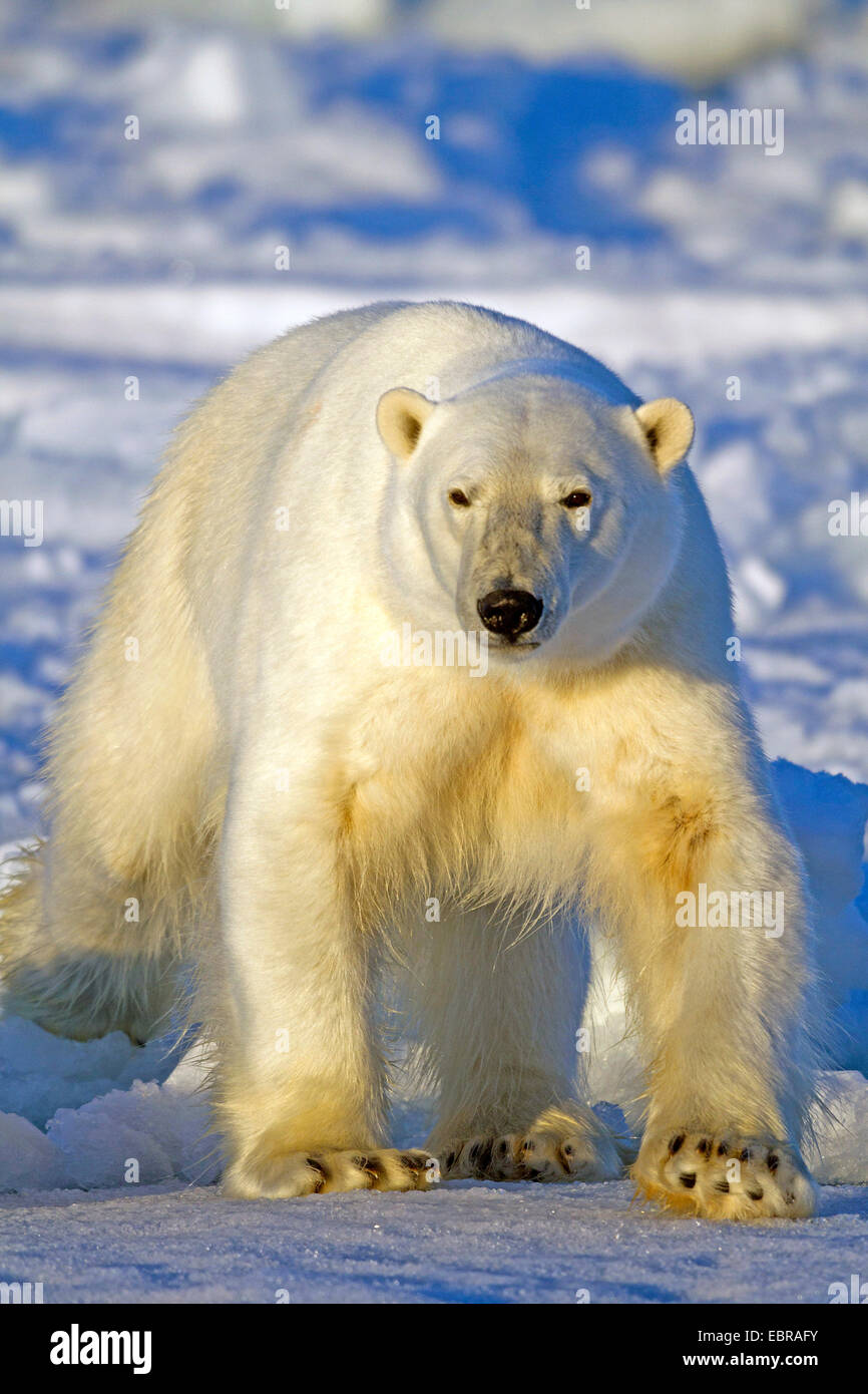 polar bear (Ursus maritimus), in the sun, Norway, Svalbard Stock Photo