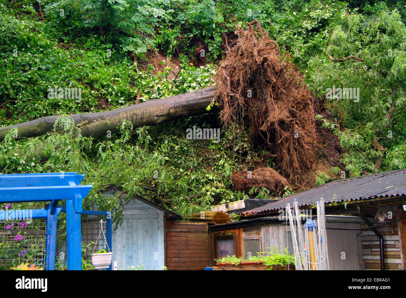 fallen trunk of an sycamore maple demolishing garden huts, storm front Ela at 2014-06-09, Germany, North Rhine-Westphalia, Ruhr Area, Essen Stock Photo