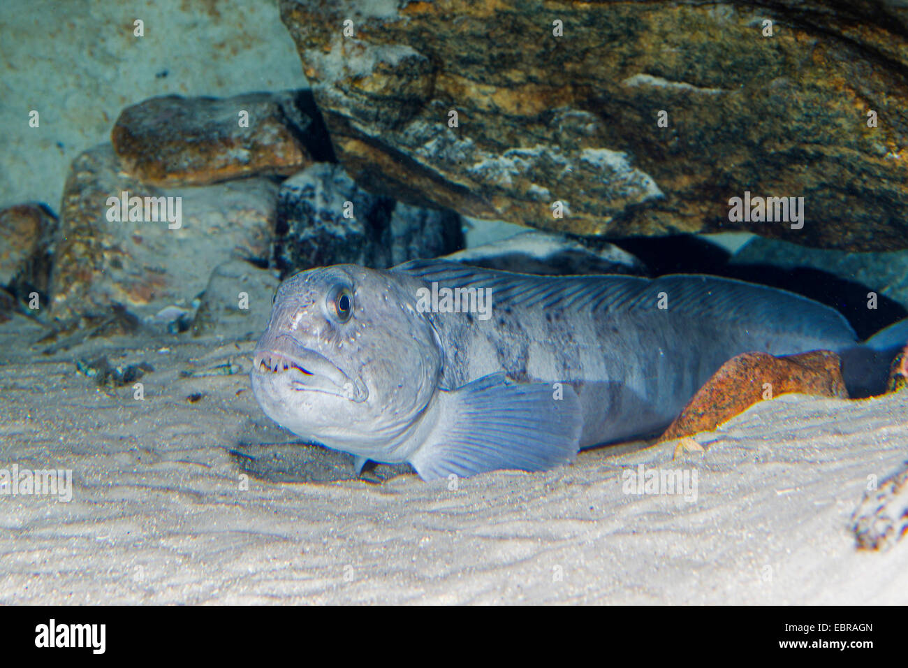 Atlantic wolffish, wolffish, cat fish, catfish (Anarhichas lupus), on sea bottom Stock Photo