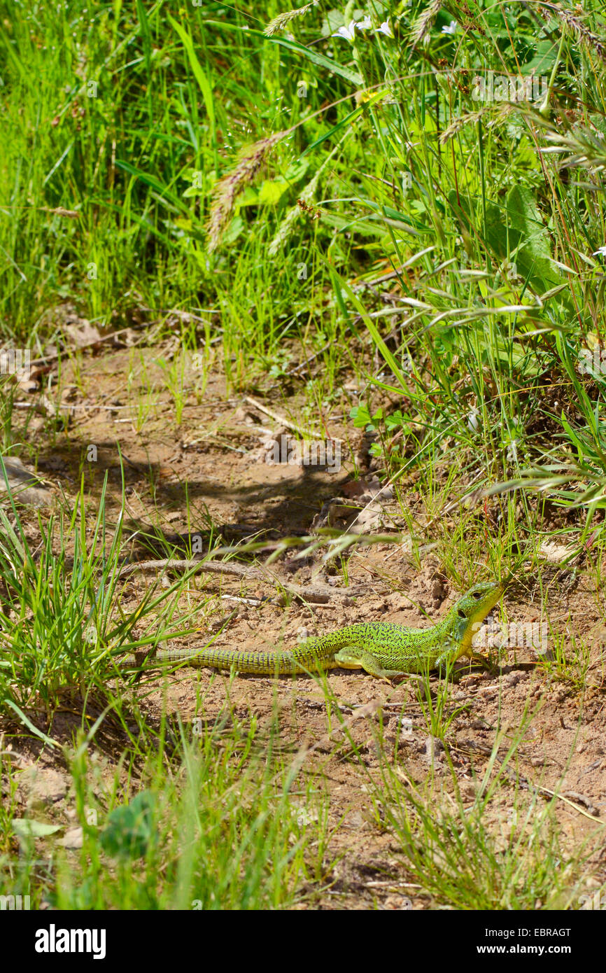 Balkan green lizard, Balkan emerald lizard (Lacerta trilineata), sitting on the ground, Turkey, Thrace, Europaeische Tuerkei Stock Photo