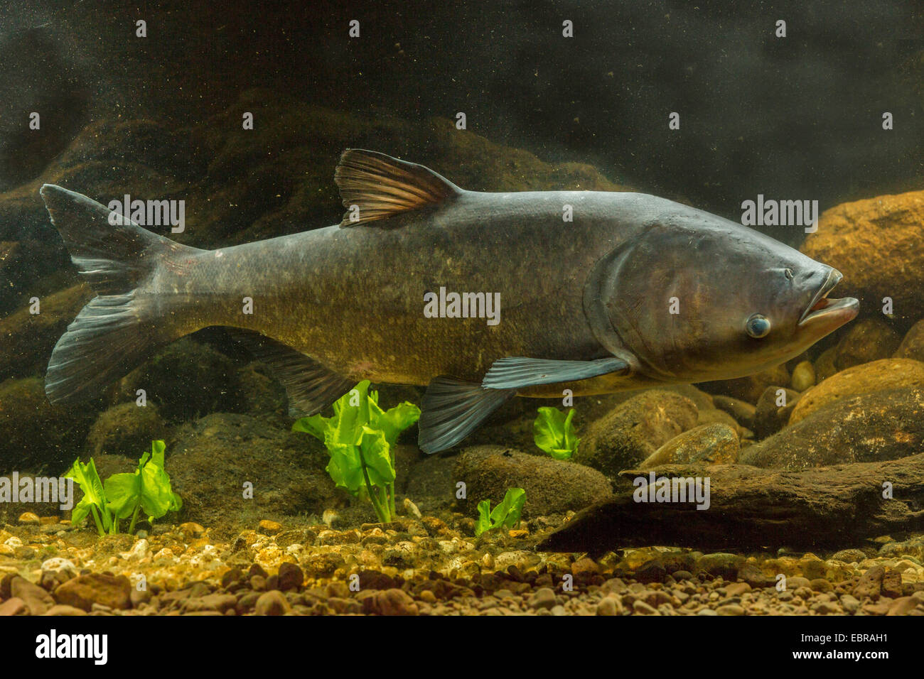 bighead carp (Hypophthalmichthys nobilis, Aristichthys nobilis), swimming Stock Photo