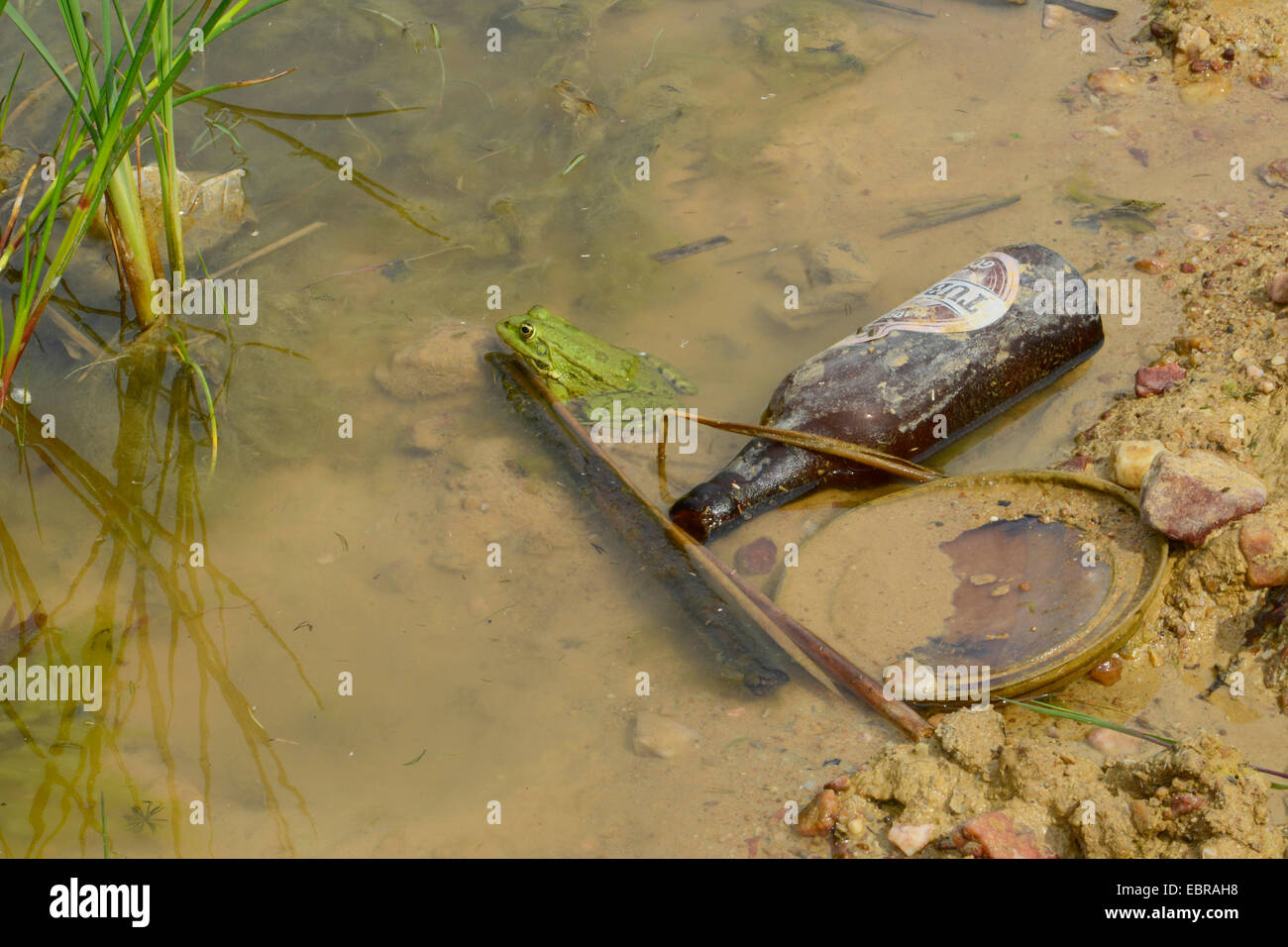 marsh frog, lake frog (Rana ridibunda, Pelophylax ridibundus), sitting at the shore of a full with rubbish inshore water, Turkey, Thrace Stock Photo