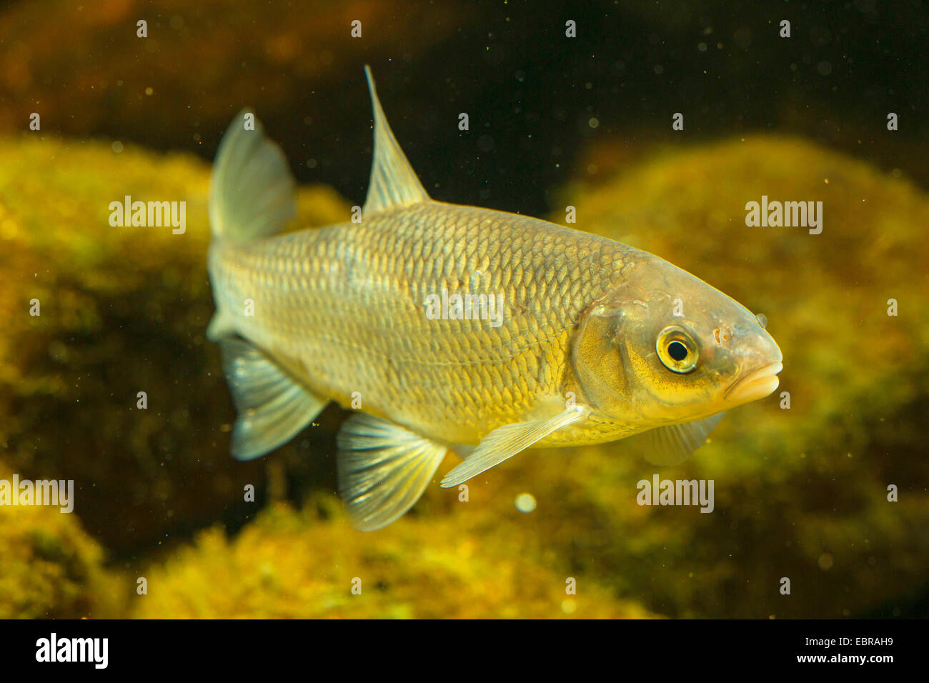 Dace (Leuciscus leuciscus), swimming Stock Photo