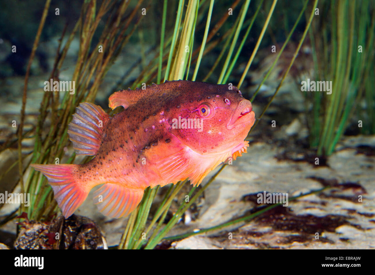 lumpsucker, lumpfish, hen-fish, henfish, sea hen (Cyclopterus lumpus), male Stock Photo