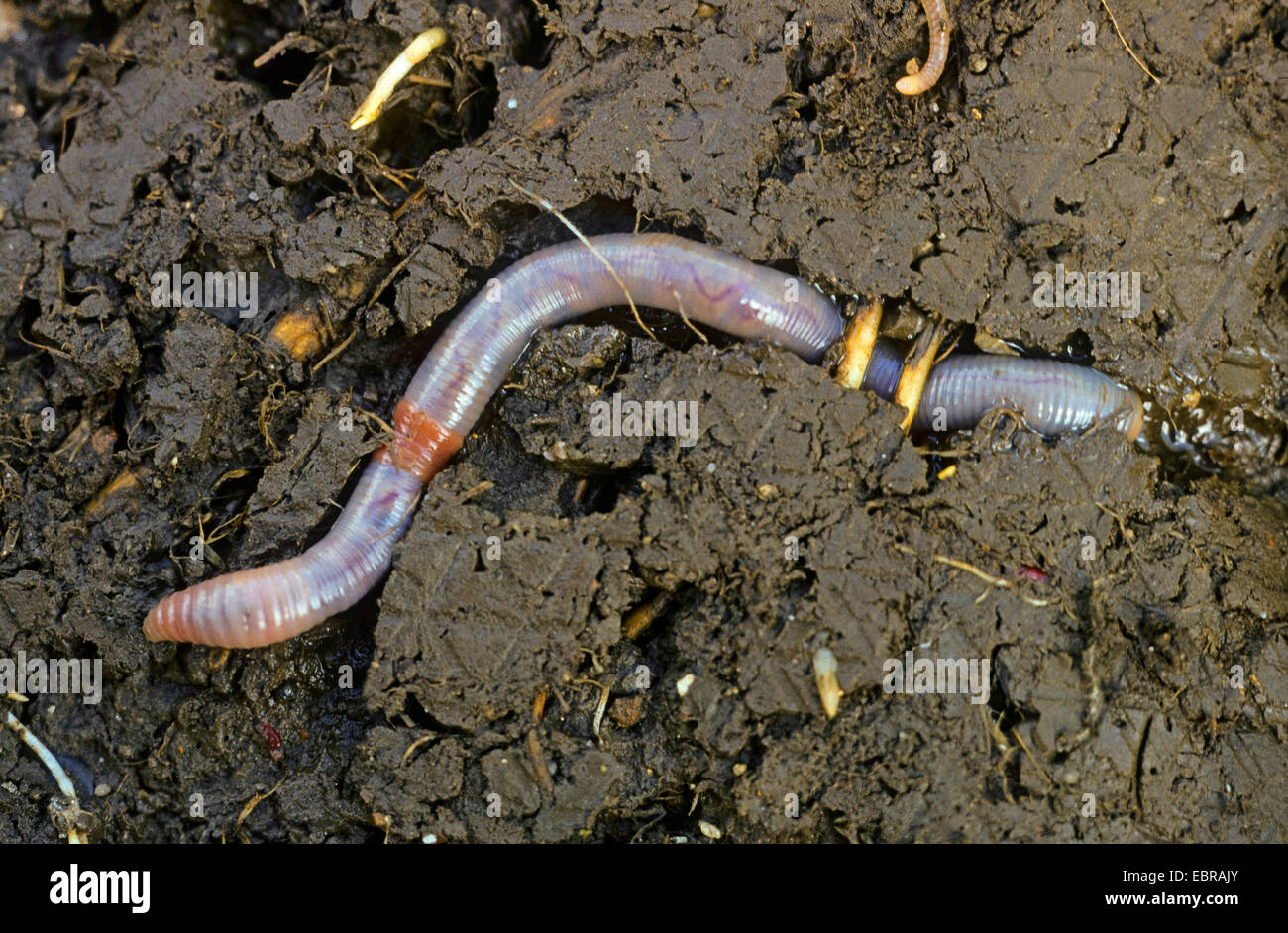 common earthworm, earthworm; lob worm, dew worm, squirreltail worm, twachel (Lumbricus terrestris), cross section through the ground with earthworm in its burrow, Germany Stock Photo