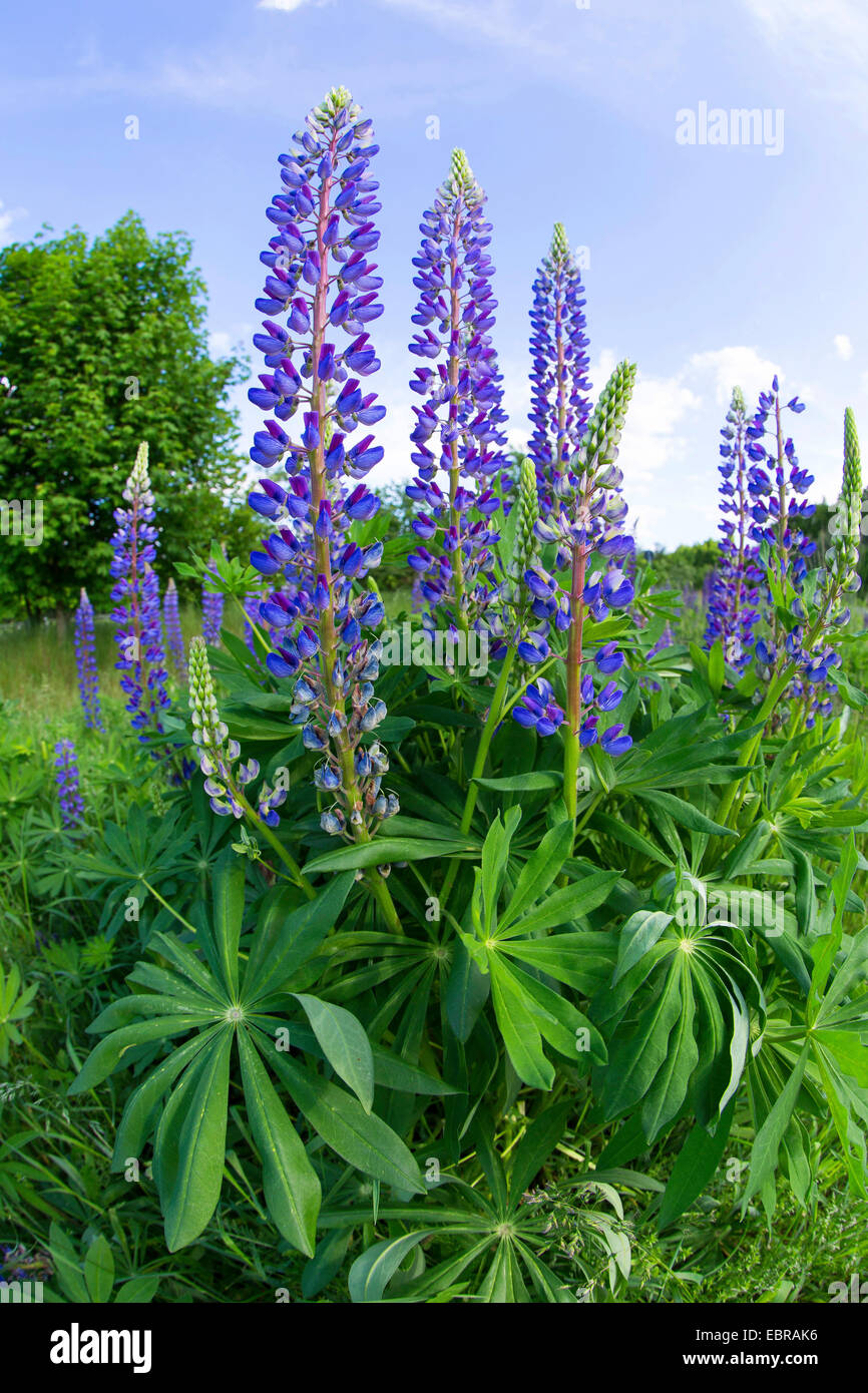 bigleaf lupine, many-leaved lupine, garden lupin (Lupinus polyphyllus), blooming, Germany Stock Photo