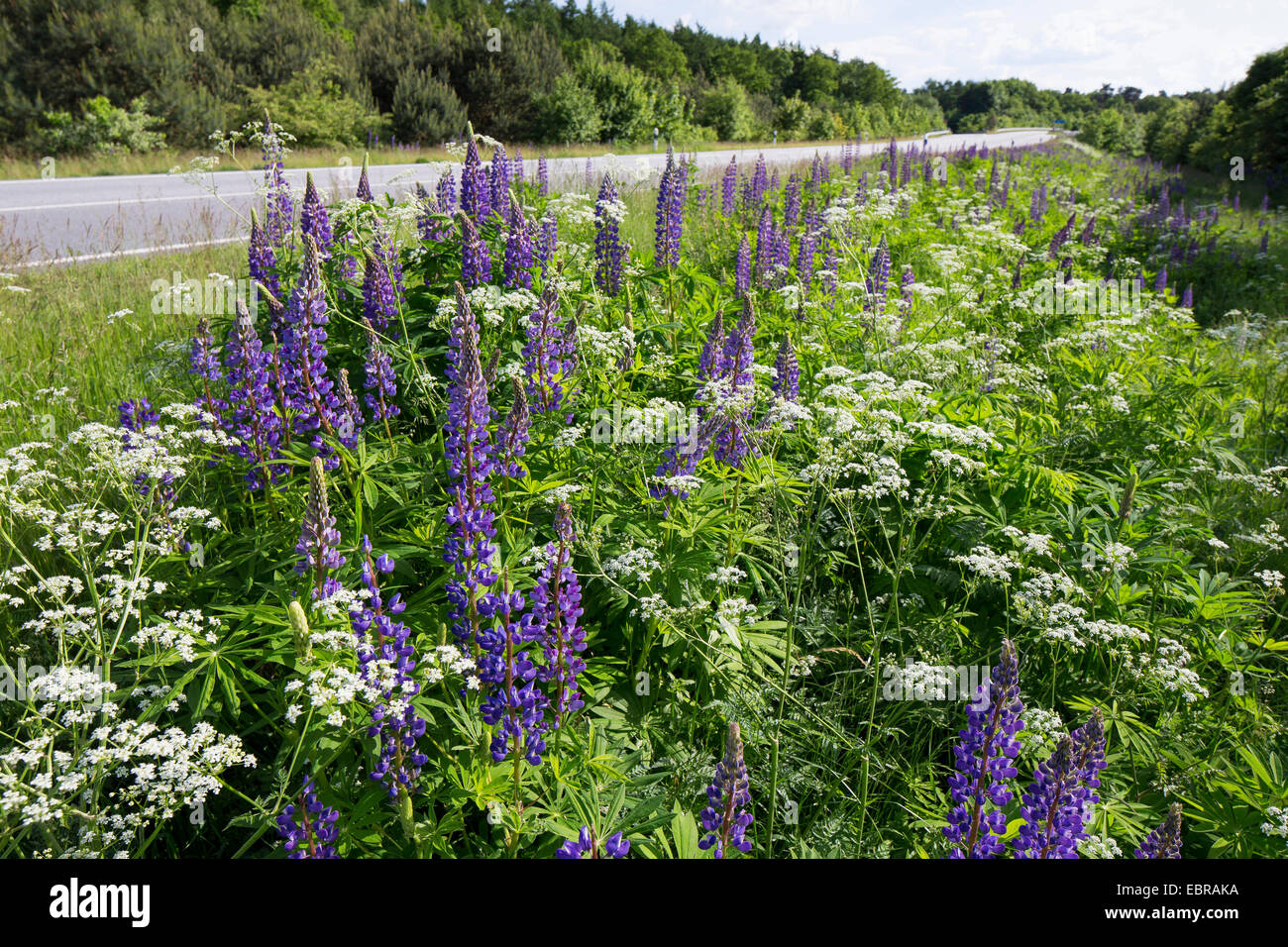 bigleaf lupine, many-leaved lupine, garden lupin (Lupinus polyphyllus), blooming at roadside, Germany Stock Photo