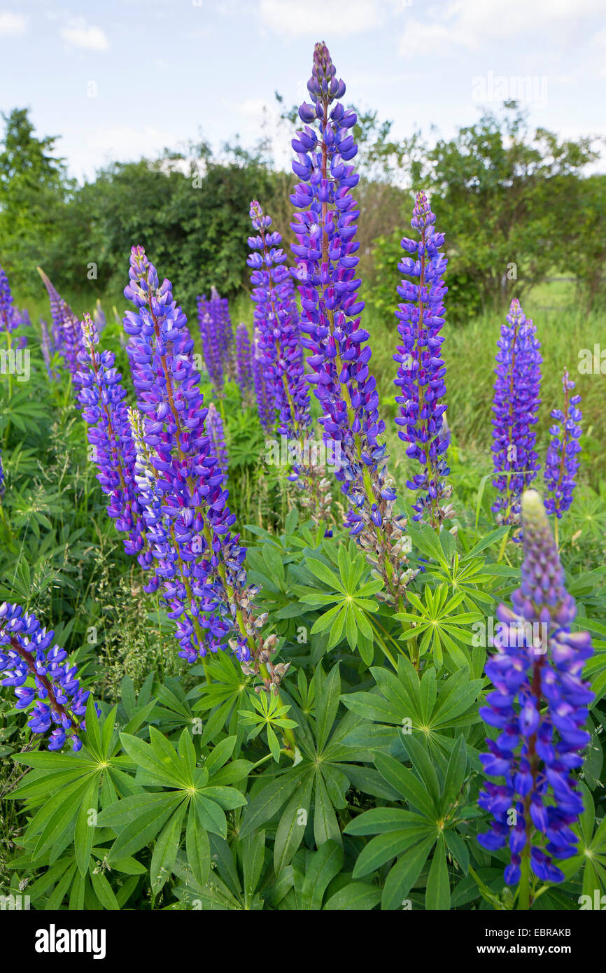 bigleaf lupine, many-leaved lupine, garden lupin (Lupinus polyphyllus), blooming, Germany Stock Photo