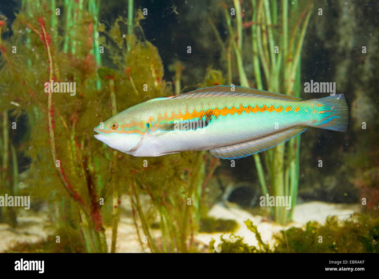 Mediterranean rainbow wrasse, Rainbow wrasse, Mediterranean rainbowfish (Coris julis, Labrus julis), male Stock Photo