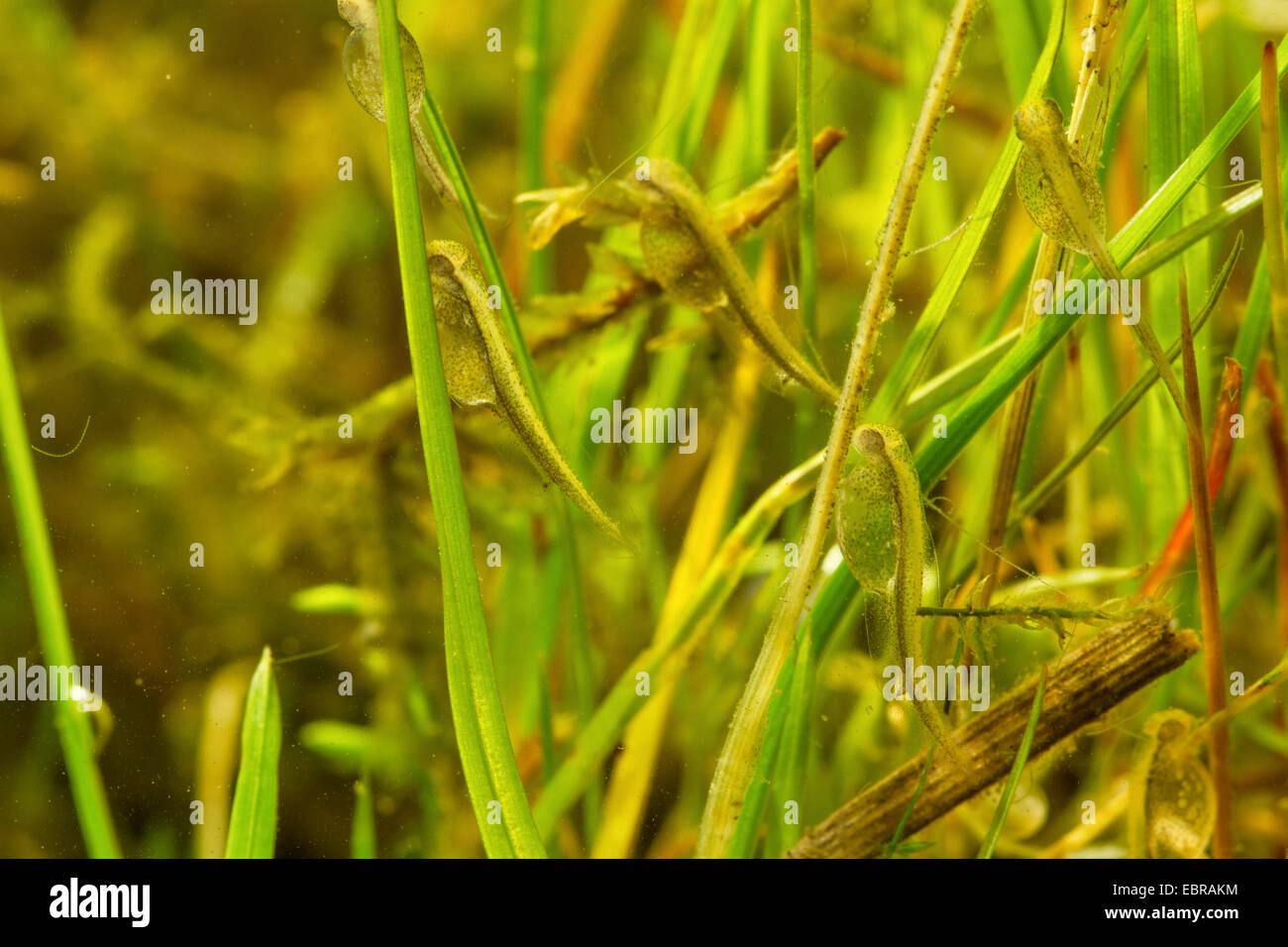 pike, northern pike (Esox lucius), hatched larvae at blades of grass, Germany Stock Photo