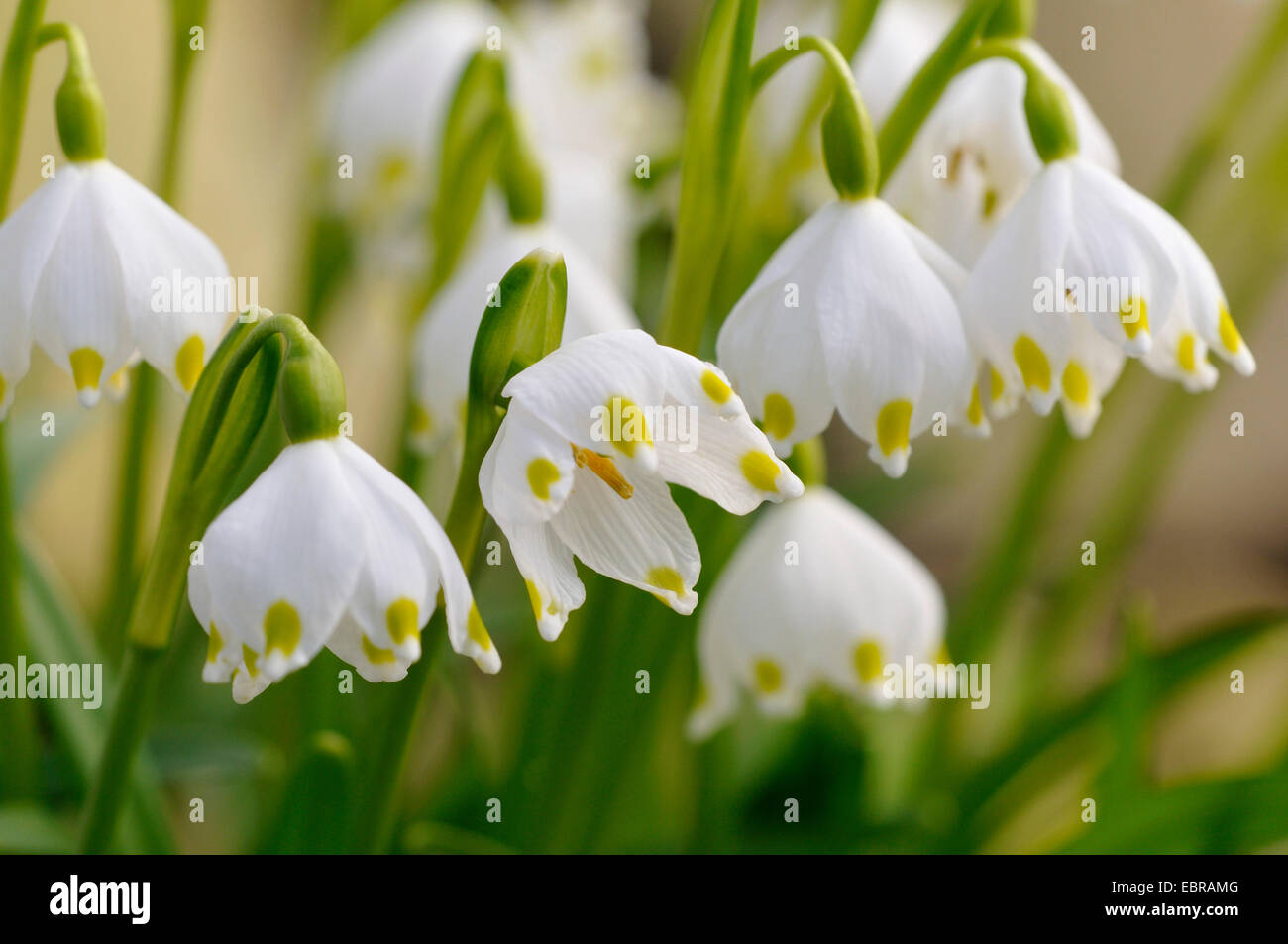 spring snowflake (Leucojum vernum), blooming, Germany, North Rhine-Westphalia Stock Photo