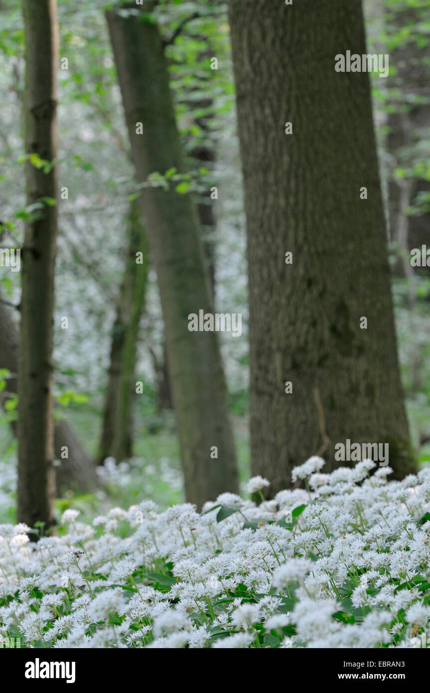 ramsons (Allium ursinum), blooming ramsons in a forest, Germany, North Rhine-Westphalia Stock Photo