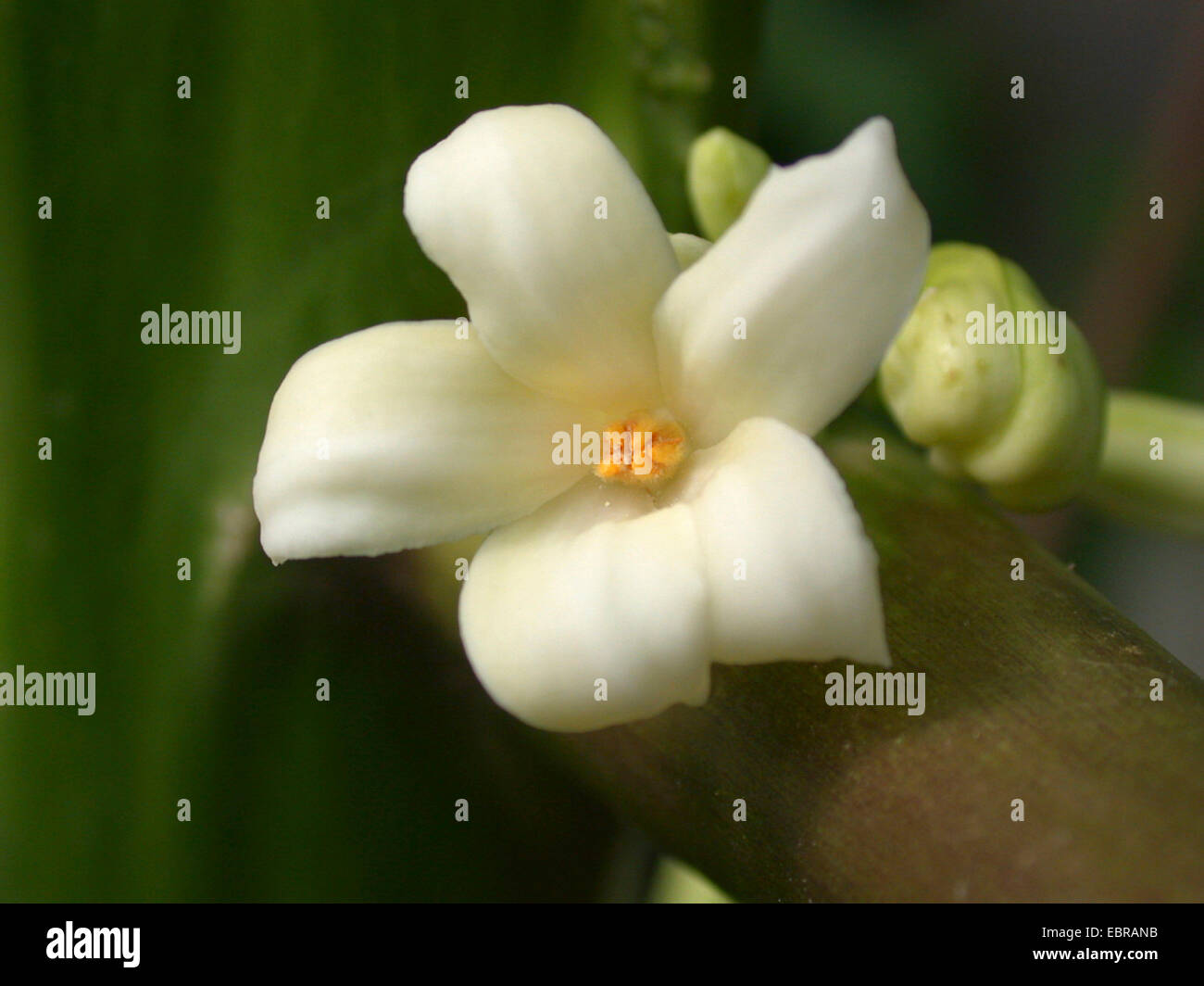 papaya, papaw, paw paw, mamao, tree melon (Carica papaya), male flower Stock Photo