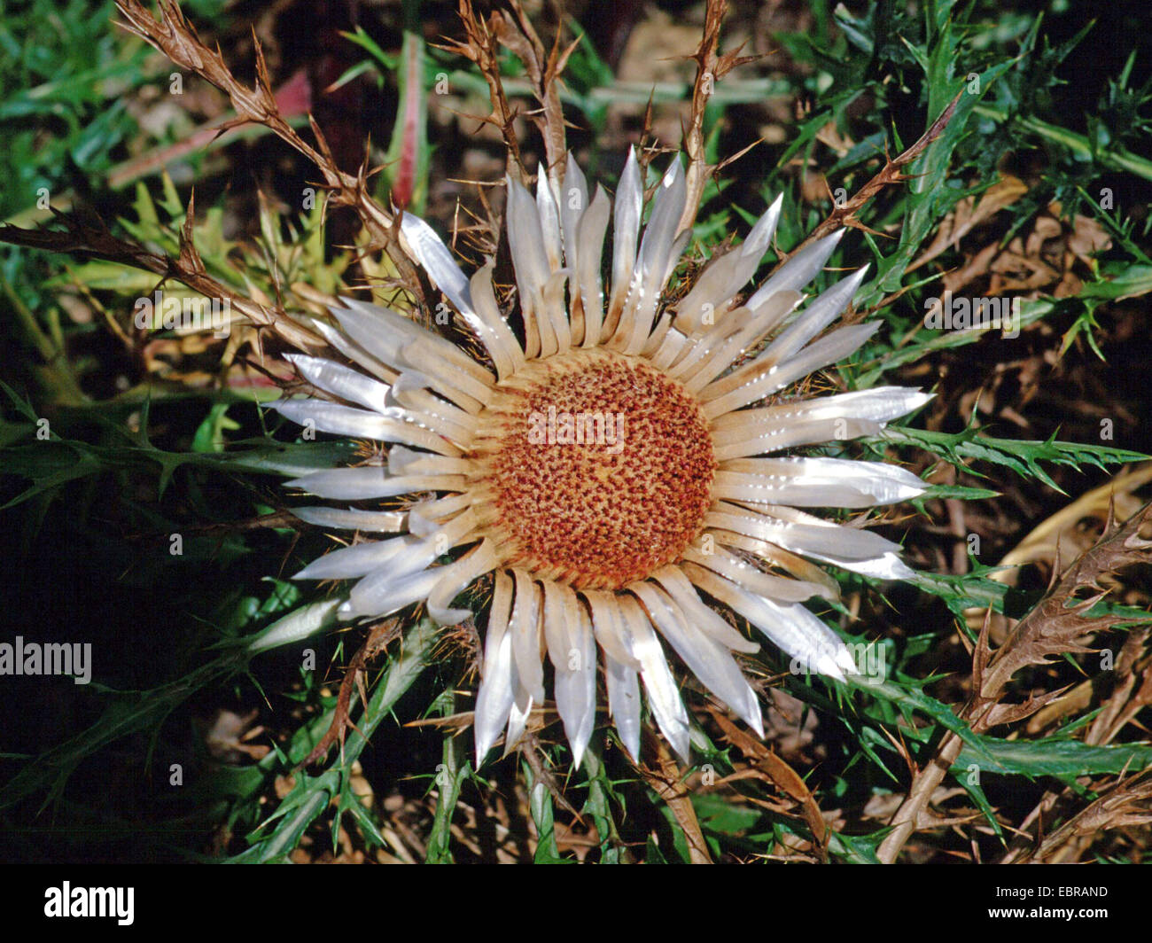 dwarf thistle (Carlina acaulis), inflorescence, Germany Stock Photo