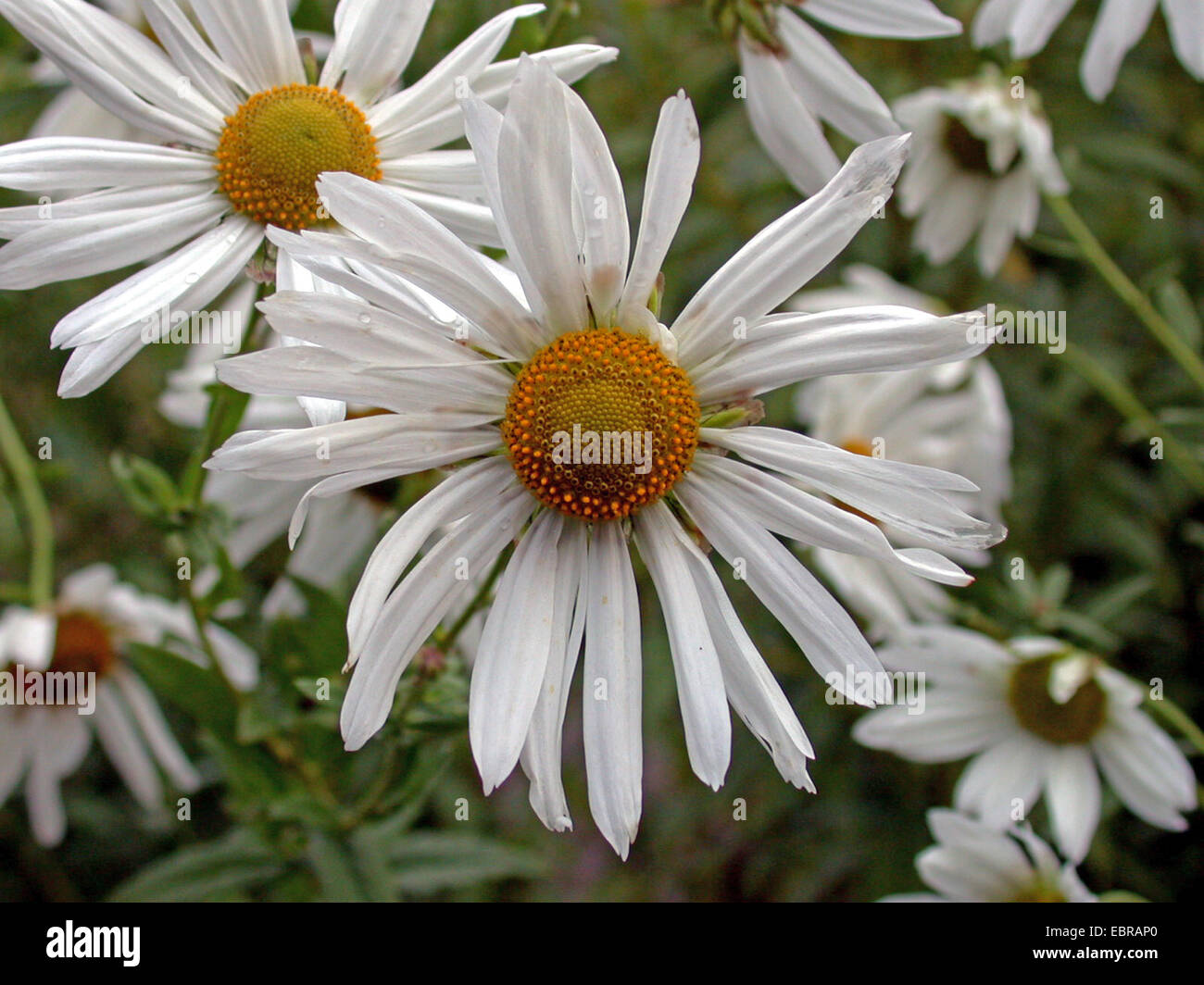 Hungarian daisy, Moon Daisy (Chrysanthemum serotinum, Leucanthemella serotina), blooming Stock Photo