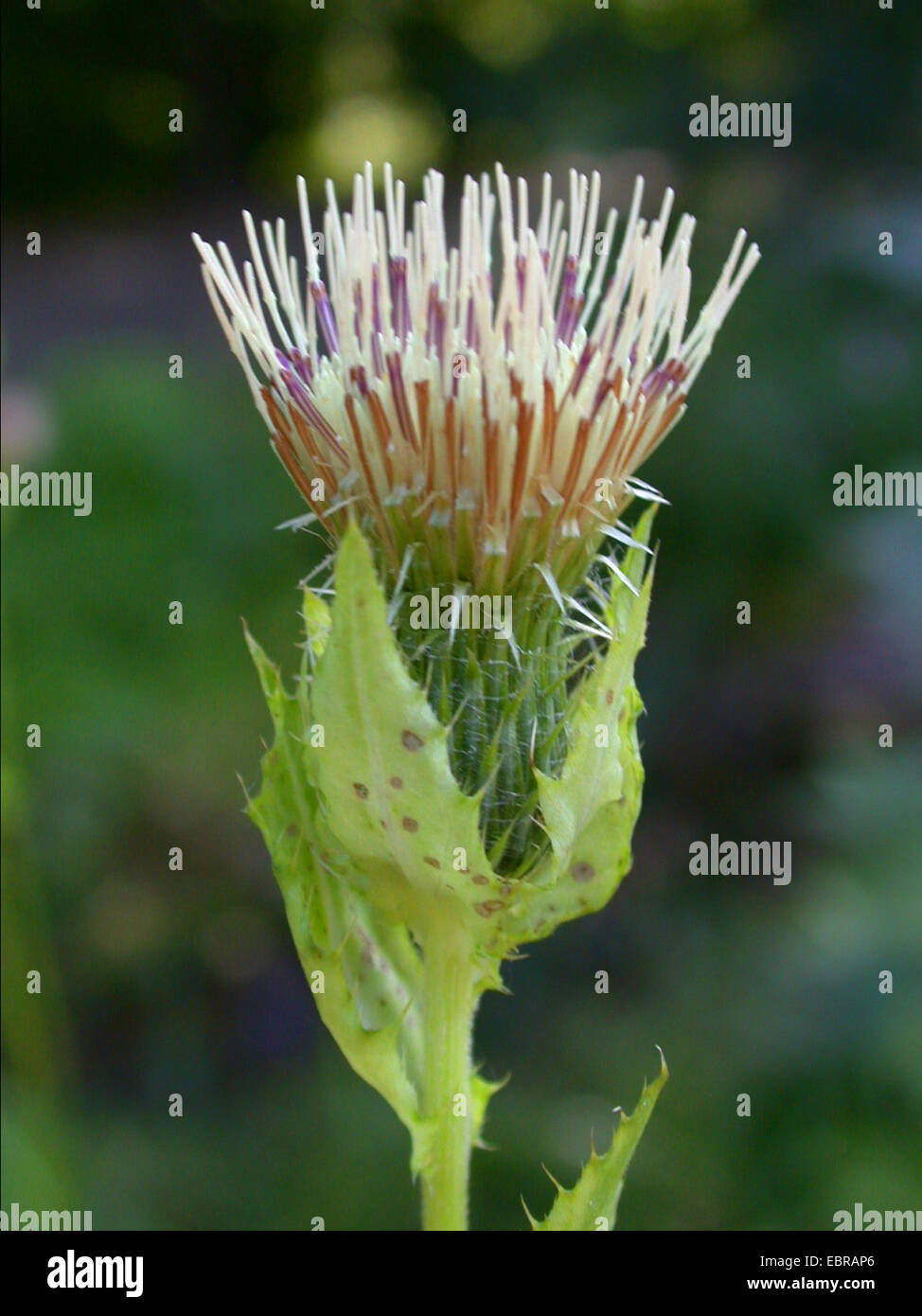 cabbage thistle (Cirsium oleraceum), inflorescence, Germany Stock Photo