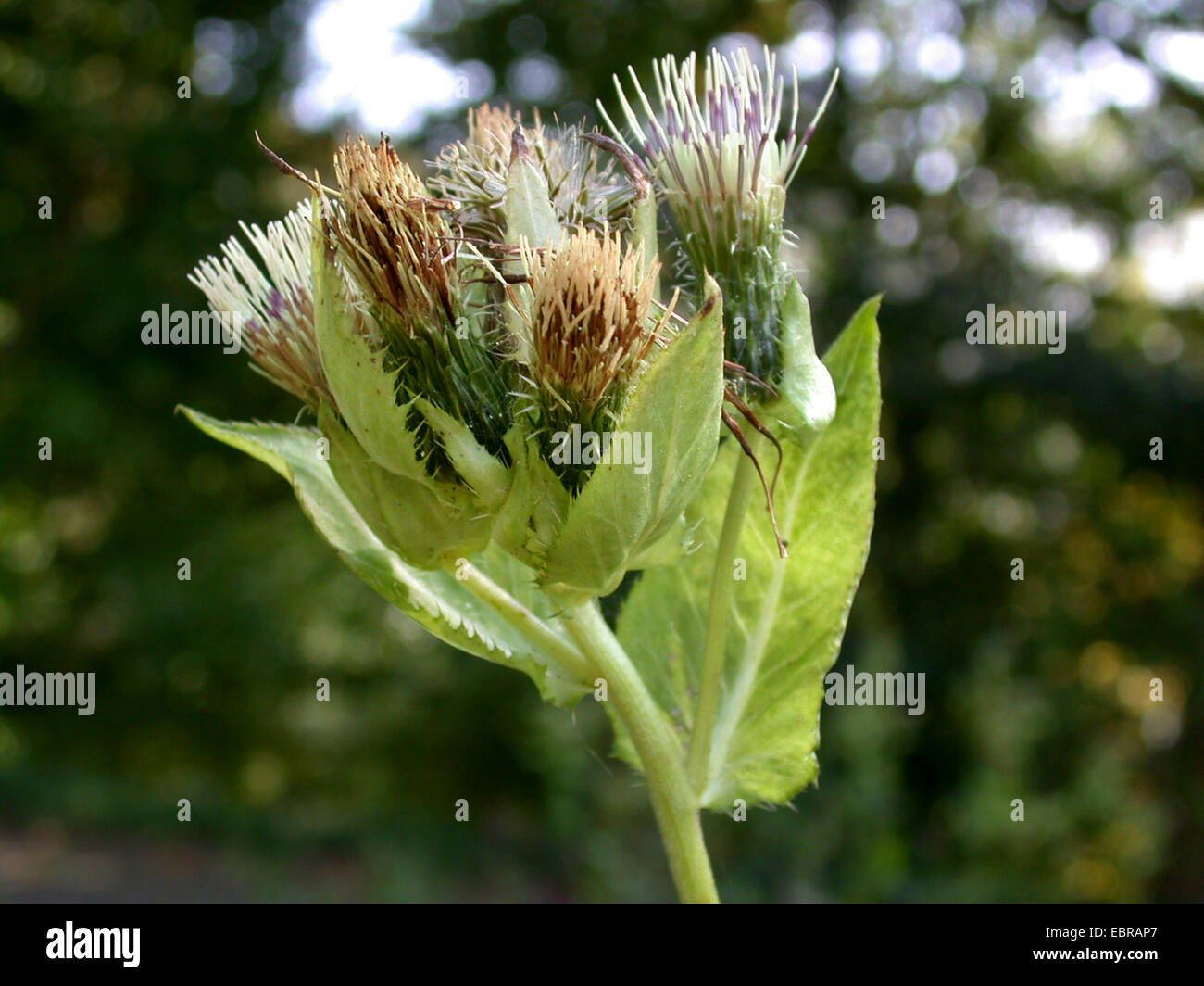 cabbage thistle (Cirsium oleraceum), inflorescence, Germany Stock Photo