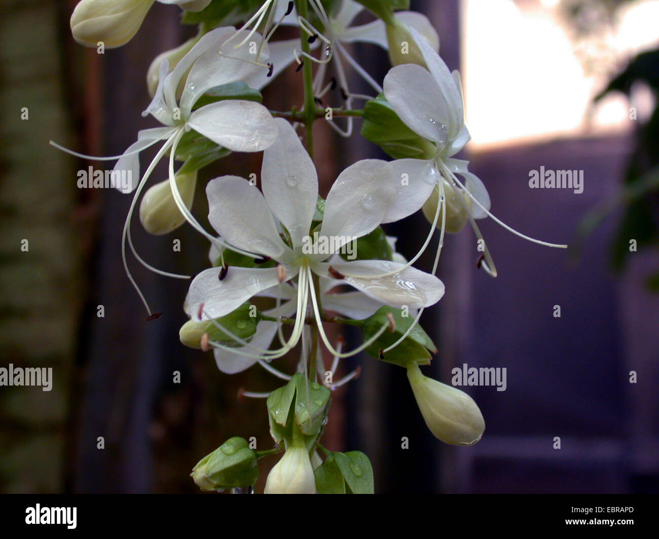 Wallich's glorybower, nodding clerodendrum, Bridal Veil (Clerodendrum