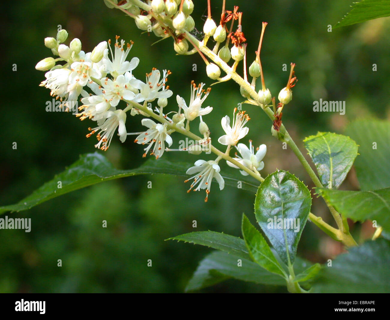 Sweet Pepper Bush, Anne Bidwell, Summersweet (Clethra alnifolia), inflorescence Stock Photo