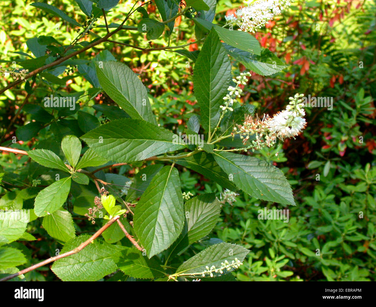 Sweet Pepper Bush, Anne Bidwell, Summersweet (Clethra alnifolia), inflorescence Stock Photo