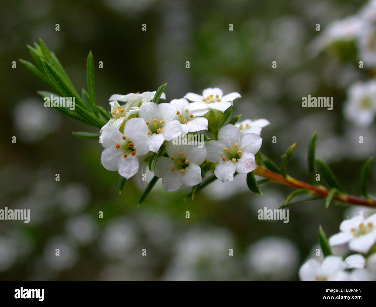 Cape May, White confetti bush, Aasbossie, Klipboegoe (Coleonema album, Diosma alba), blooming branch Stock Photo