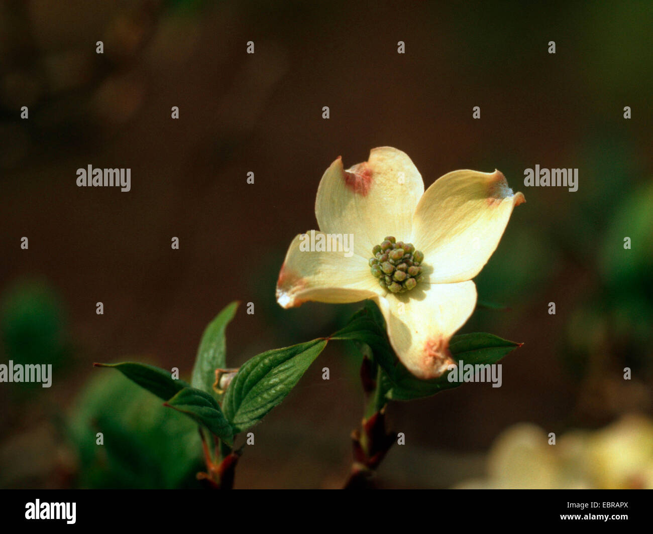 flowering dogwood, American boxwood (Cornus florida), inflorescence