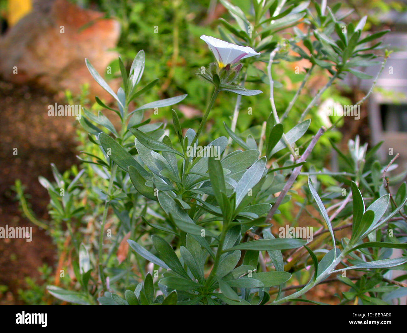 Silver Bush, Silverbush (Convolvulus cneorum), blooming Stock Photo