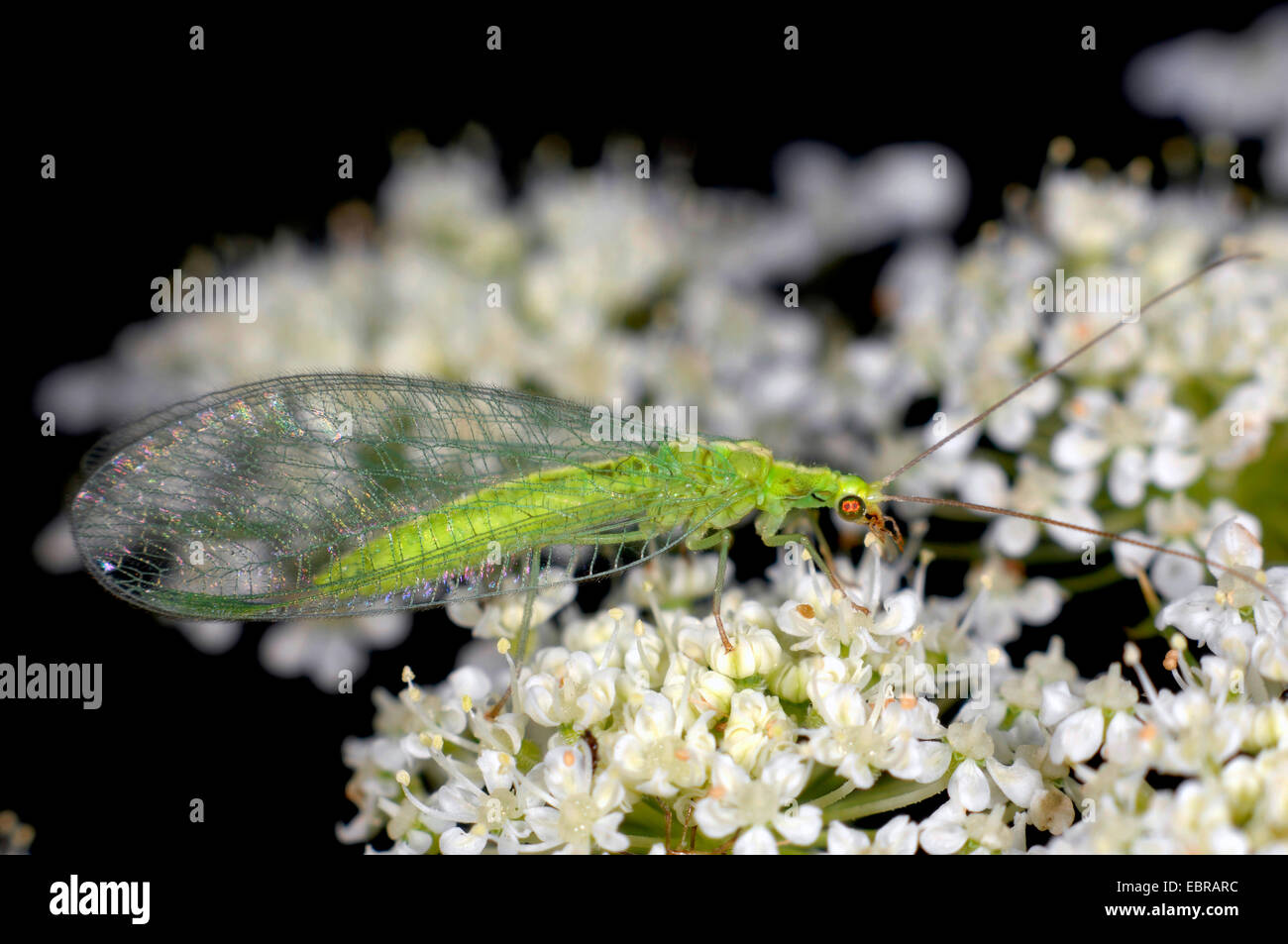 common green lacewing (Chrysoperla carnea, Chrysopa carnea, Anisochrysa carnea), Chrysopid fly sitting on a white flower of an umbellifer, Germany Stock Photo