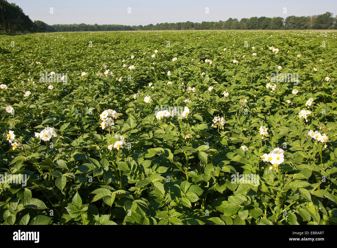 potato (Solanum tuberosum), blooming potato field, Germany Stock Photo