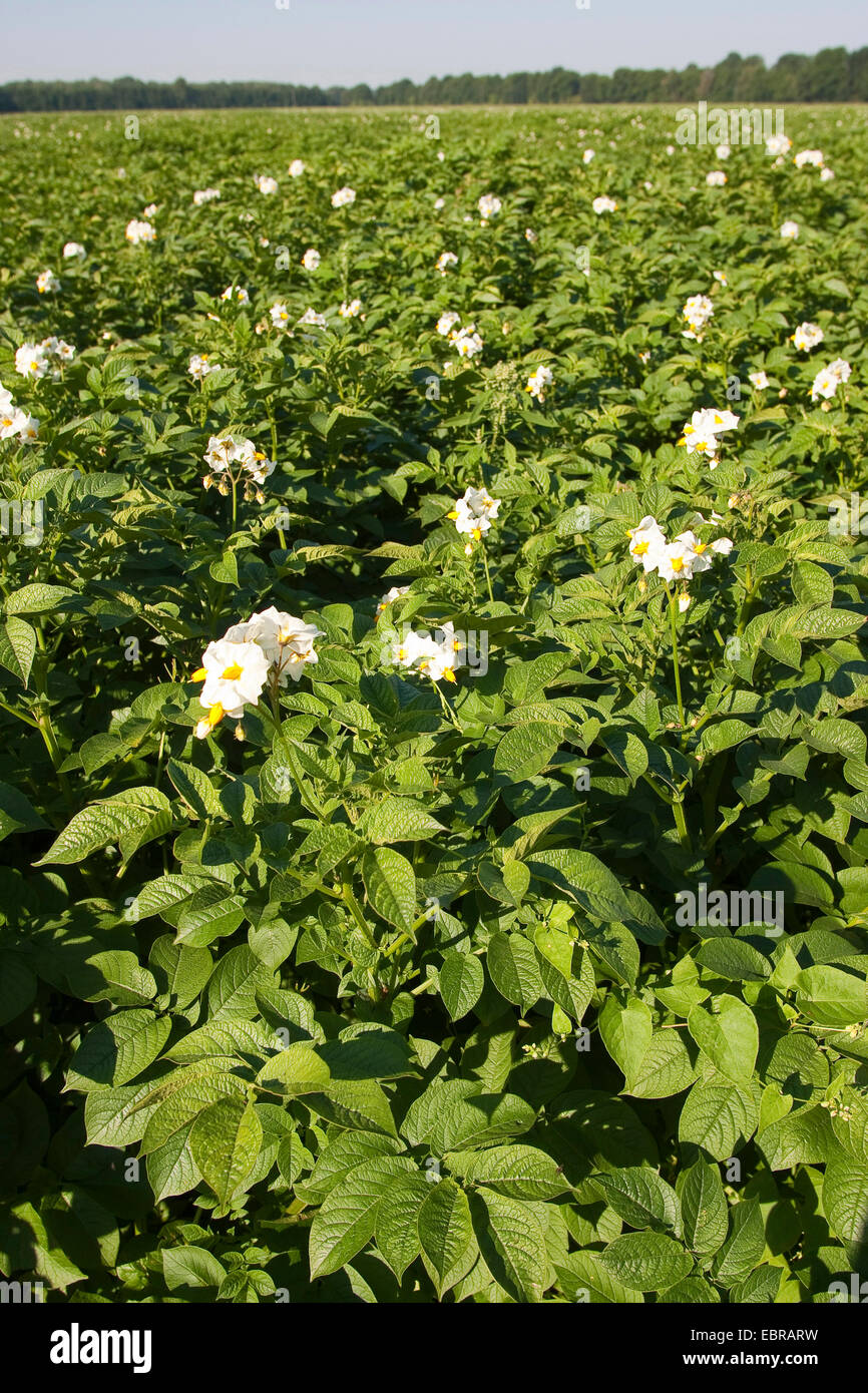 potato (Solanum tuberosum), blooming potato field, Germany Stock Photo