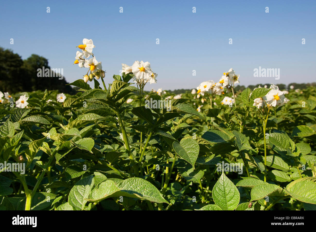 potato (Solanum tuberosum), blooming potato field, Germany Stock Photo
