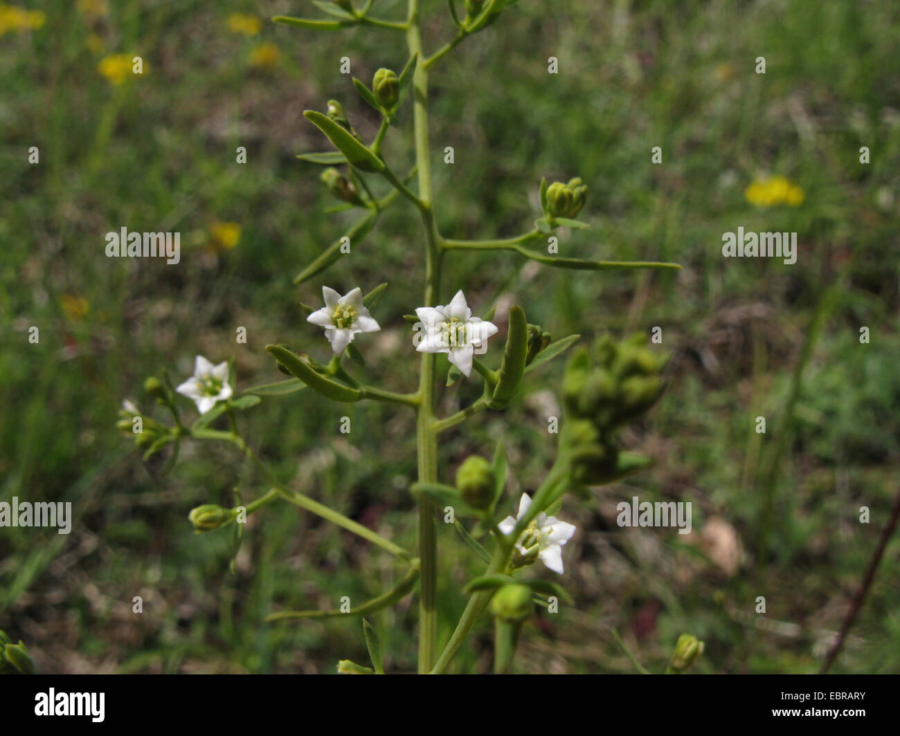 Thesium linophyllon (Thesium linophyllon, Thesium intermedium), blooming, Germany, Rhineland-Palatinate Stock Photo