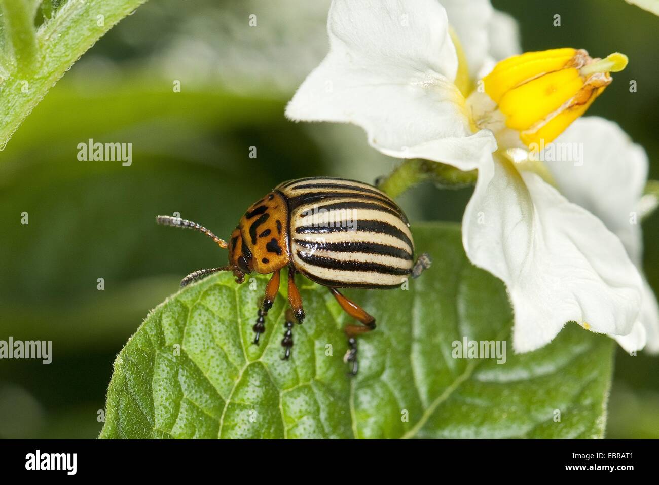 Colorado potato beetle, Colorado beetle, potato beetle (Leptinotarsa decemlineata), feeding from a potato plant, Germany Stock Photo