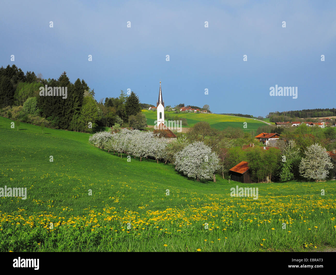 village with little church at the Alpine foreland among meadows of blooming fruit trees, Germany, Bavaria Stock Photo