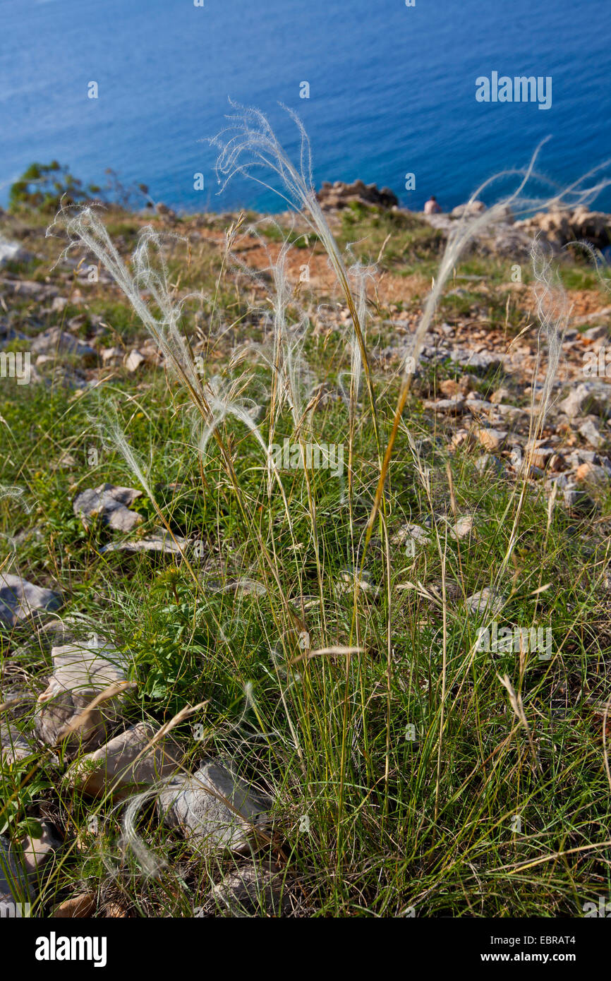 feather grass (Stipa pennata), blooming, Croatia, Istria Stock Photo
