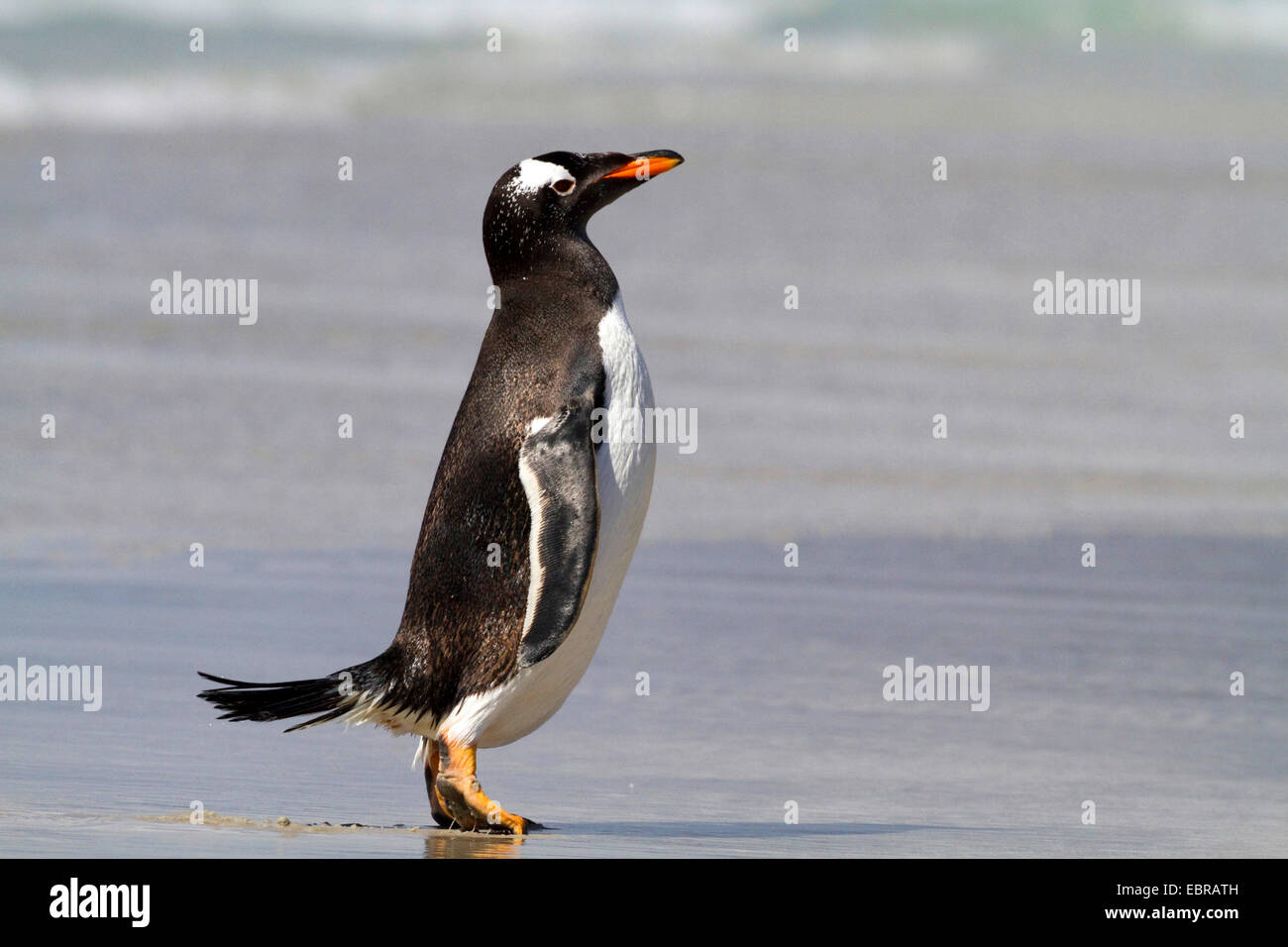 gentoo penguin (Pygoscelis papua), stands on the beach, Antarctica, Falkland Islands Stock Photo