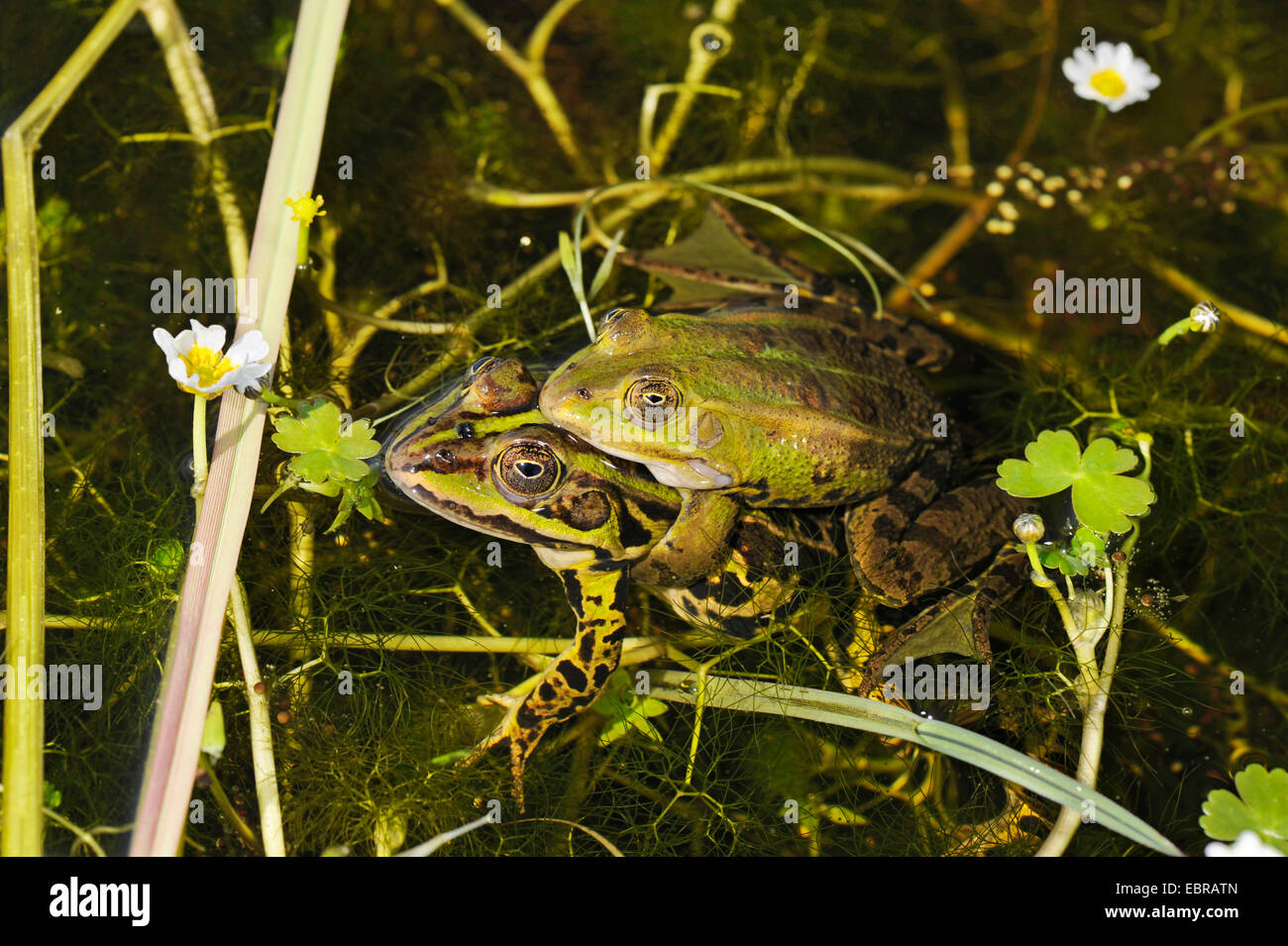 Pool frog, Little waterfrog (Rana lessonae, Pelophylax lessonae, Rana bergeri, Pelophylax bergeri, Pelophylax lessonae bergeri), mating, France, Corsica Stock Photo