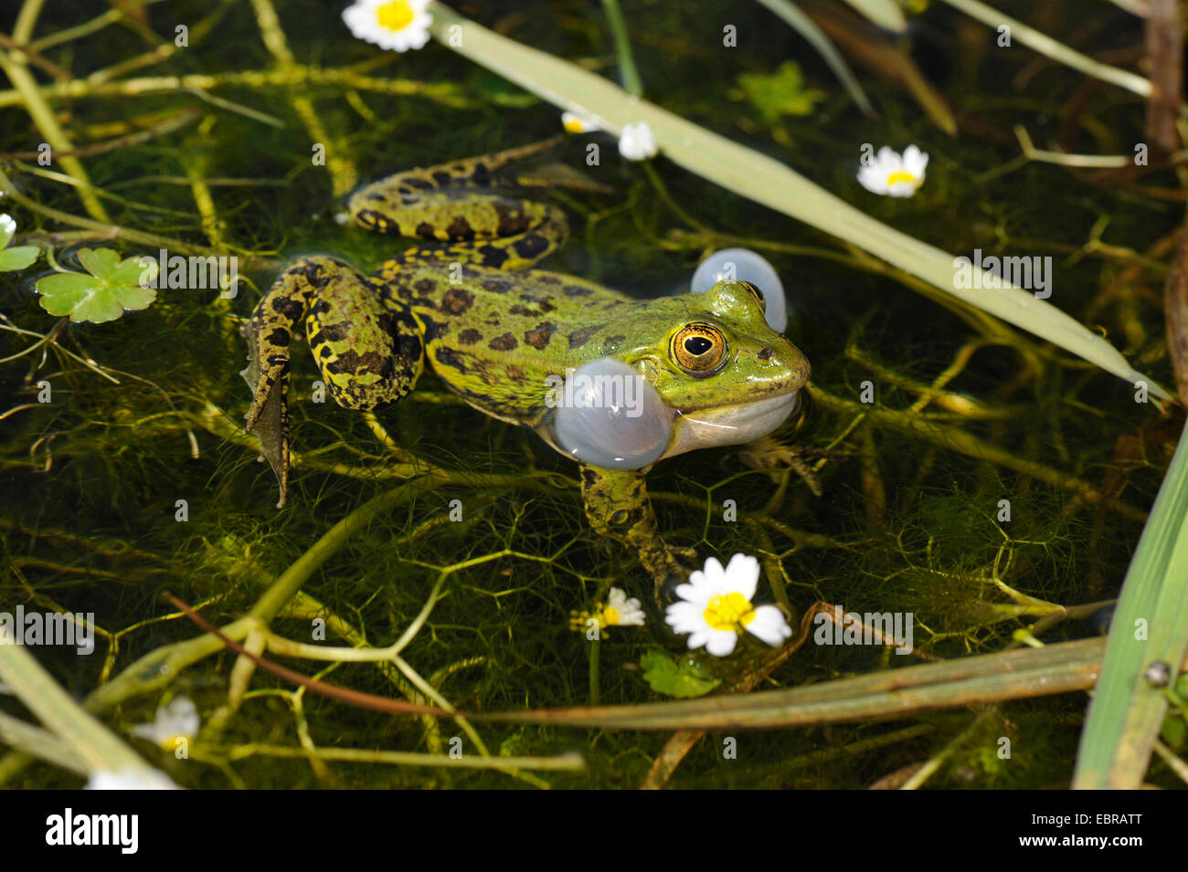 Pool frog, Little waterfrog (Rana lessonae, Pelophylax lessonae, Rana bergeri, Pelophylax bergeri, Pelophylax lessonae bergeri), croaking pool frog in a pond, France, Corsica Stock Photo