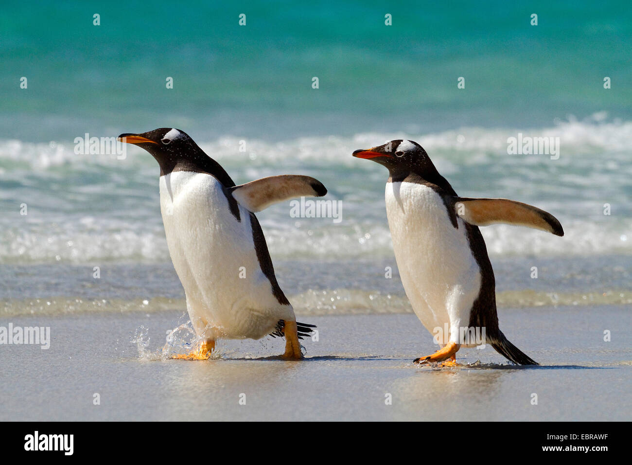 gentoo penguin (Pygoscelis papua), two penguins going on shore, Antarctica, Falkland Islands Stock Photo