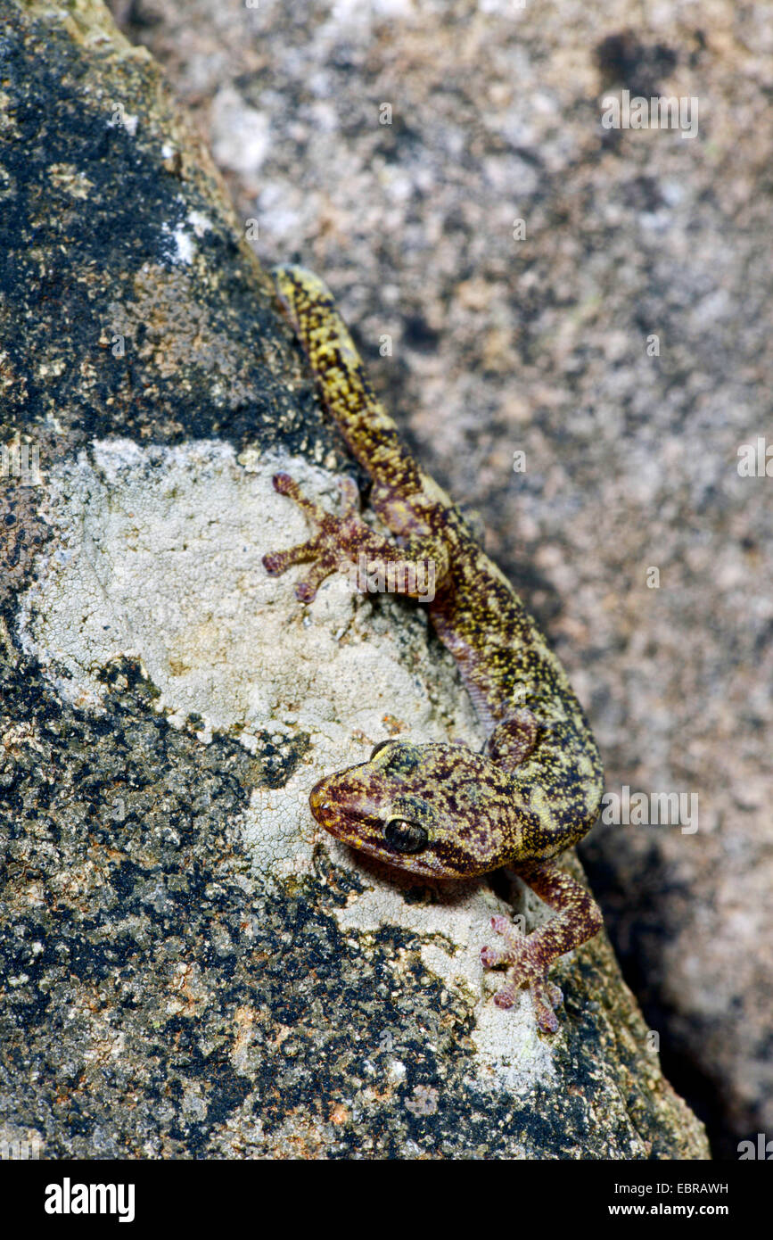 European leaf-toed gecko (Phyllodactylus europaeus), at a rock crevice, France, Corsica Stock Photo
