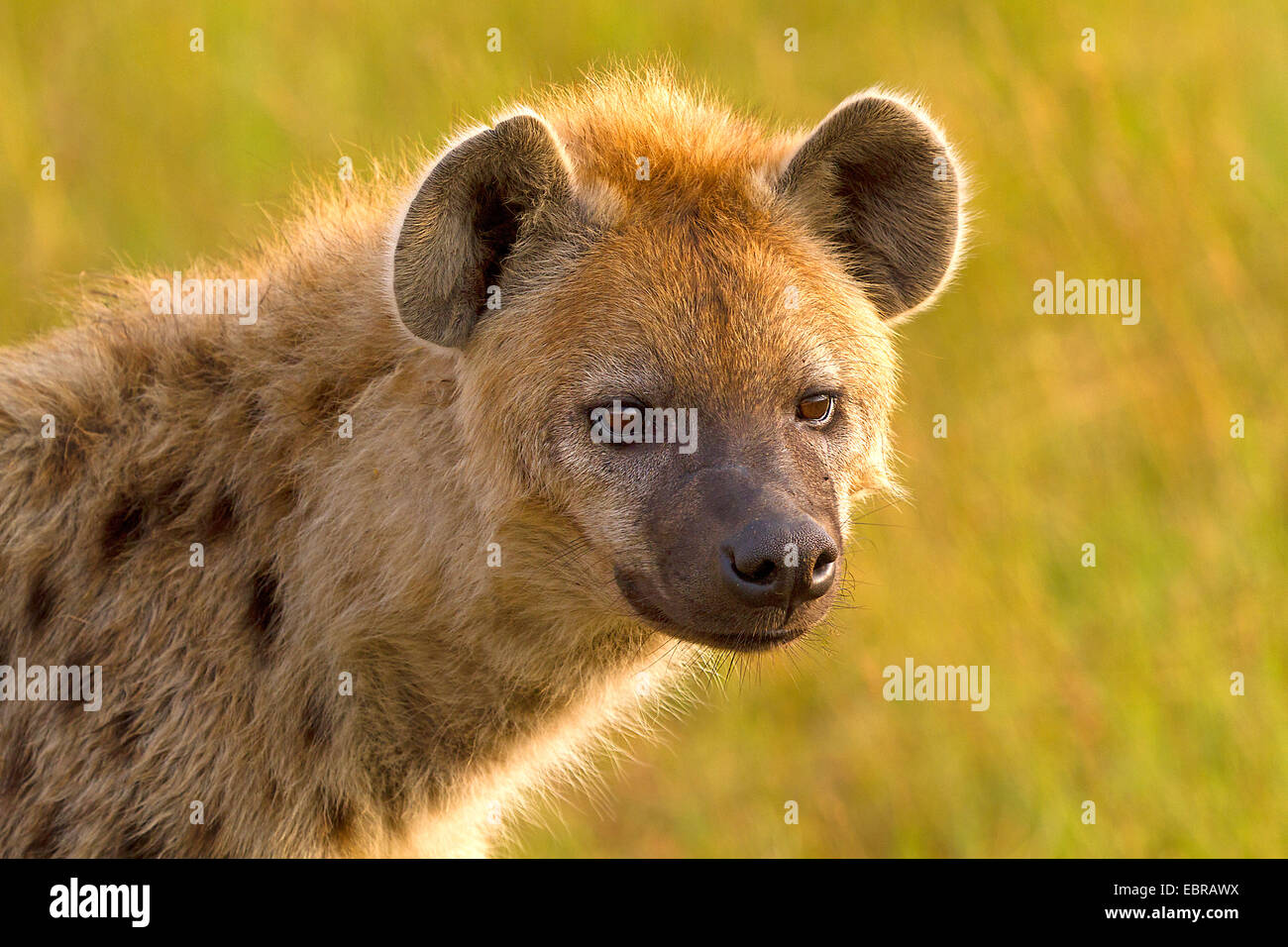 spotted hyena (Crocuta crocuta), portrait, Kenya, Masai Mara National Park Stock Photo